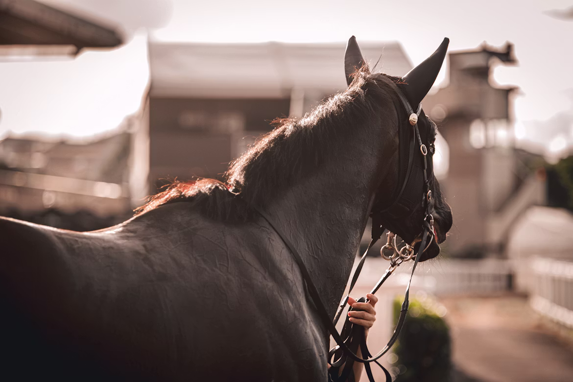 A racehorse with a black coat being guided out of the stables