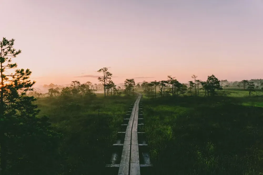 A wooden boardwalk leading through a national park at sunset