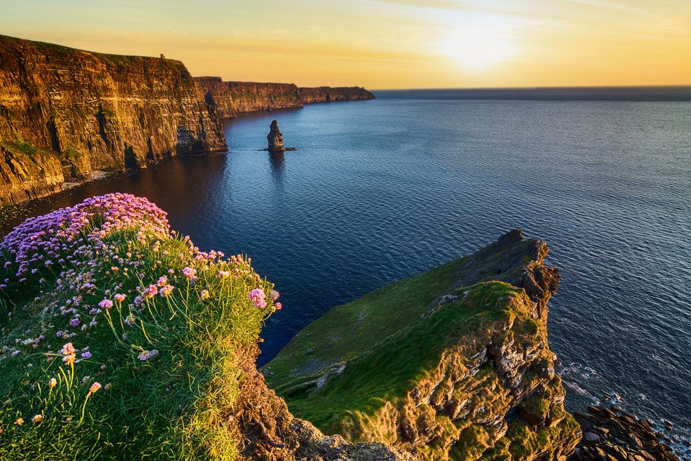 Blumen-am-Cliffs-of-Moher-in-County-Clare-Irland.jpg