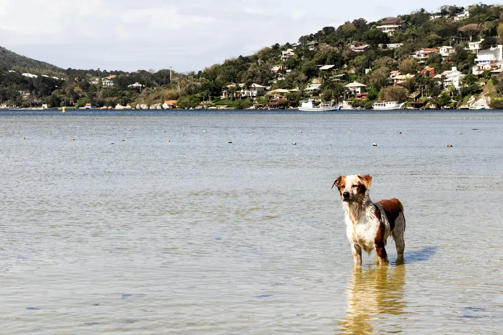 Dog standing in water with green hills in background