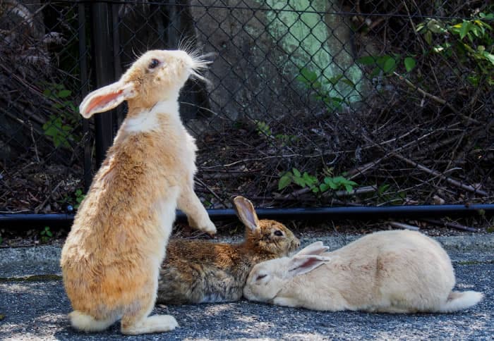 Three rabbits, two sitting down one standing on its backlegs, vegetation in the background.