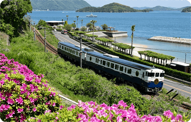 A blue and white train driving along the shore, with the ocean to the right and green vegetation and pink flowers on the left.