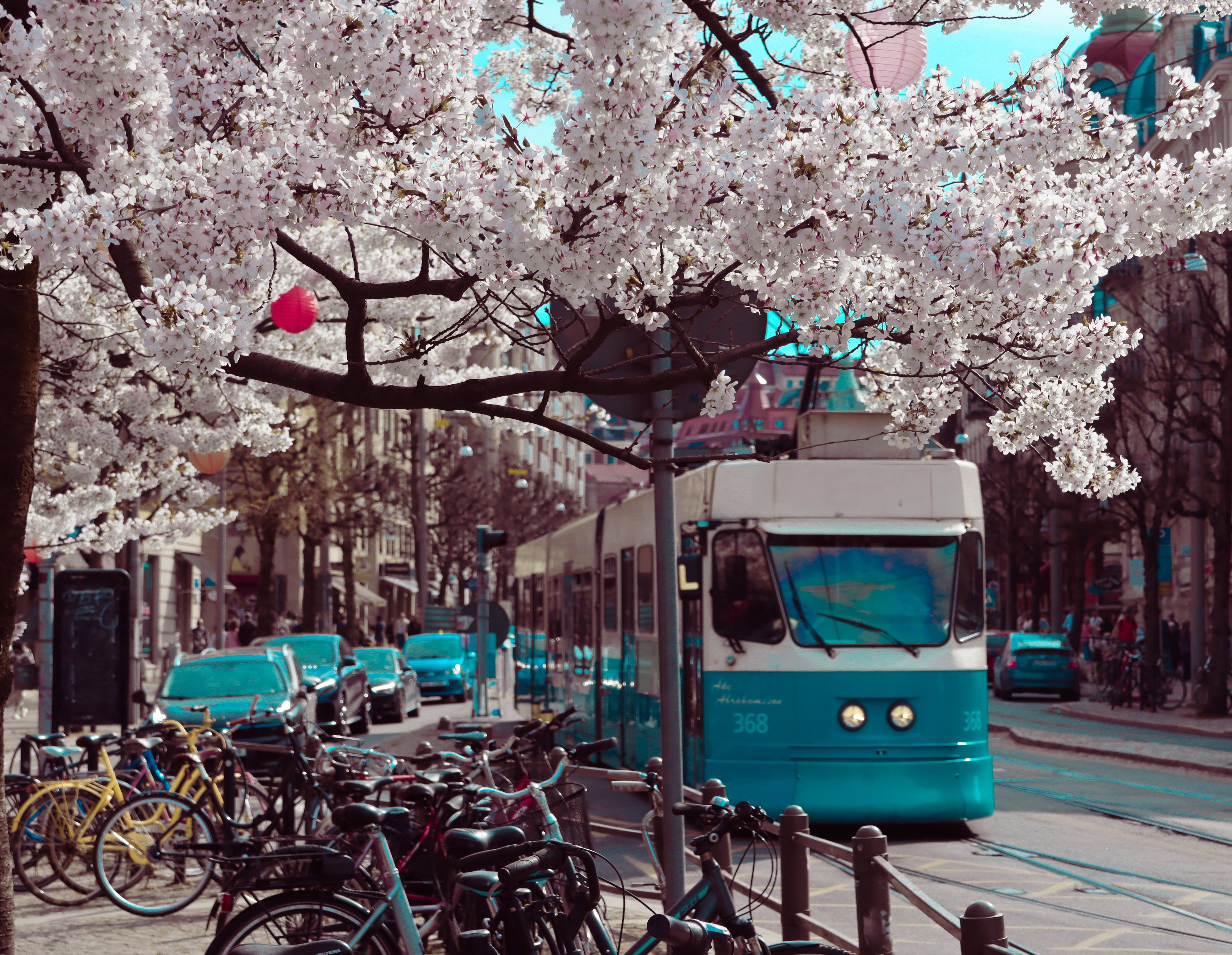 De blauw-witte tram in Göteborg, Zweden, rijdt over een trottoir waar veel fietsen aan de reling vastgeketend staan. Op de voorgrond staat een bloeiende kersenboom.