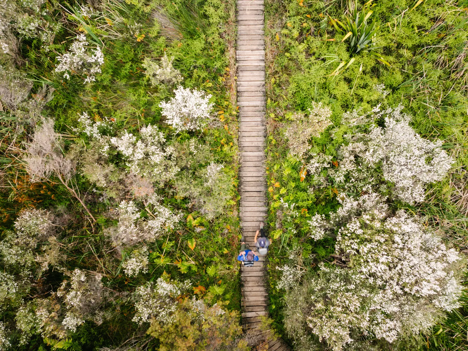 Great Barrier Island (4).webp