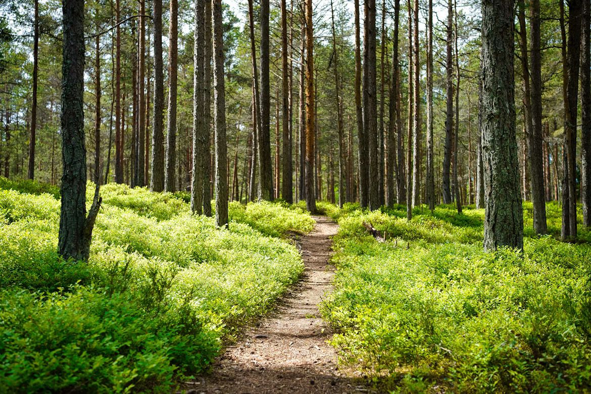 A path winding through a dense stand of trees