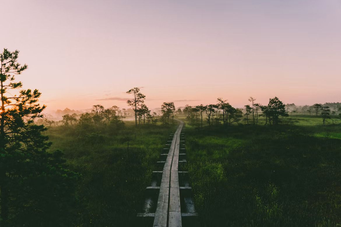 A long boardwalk cutting through a lush green national park