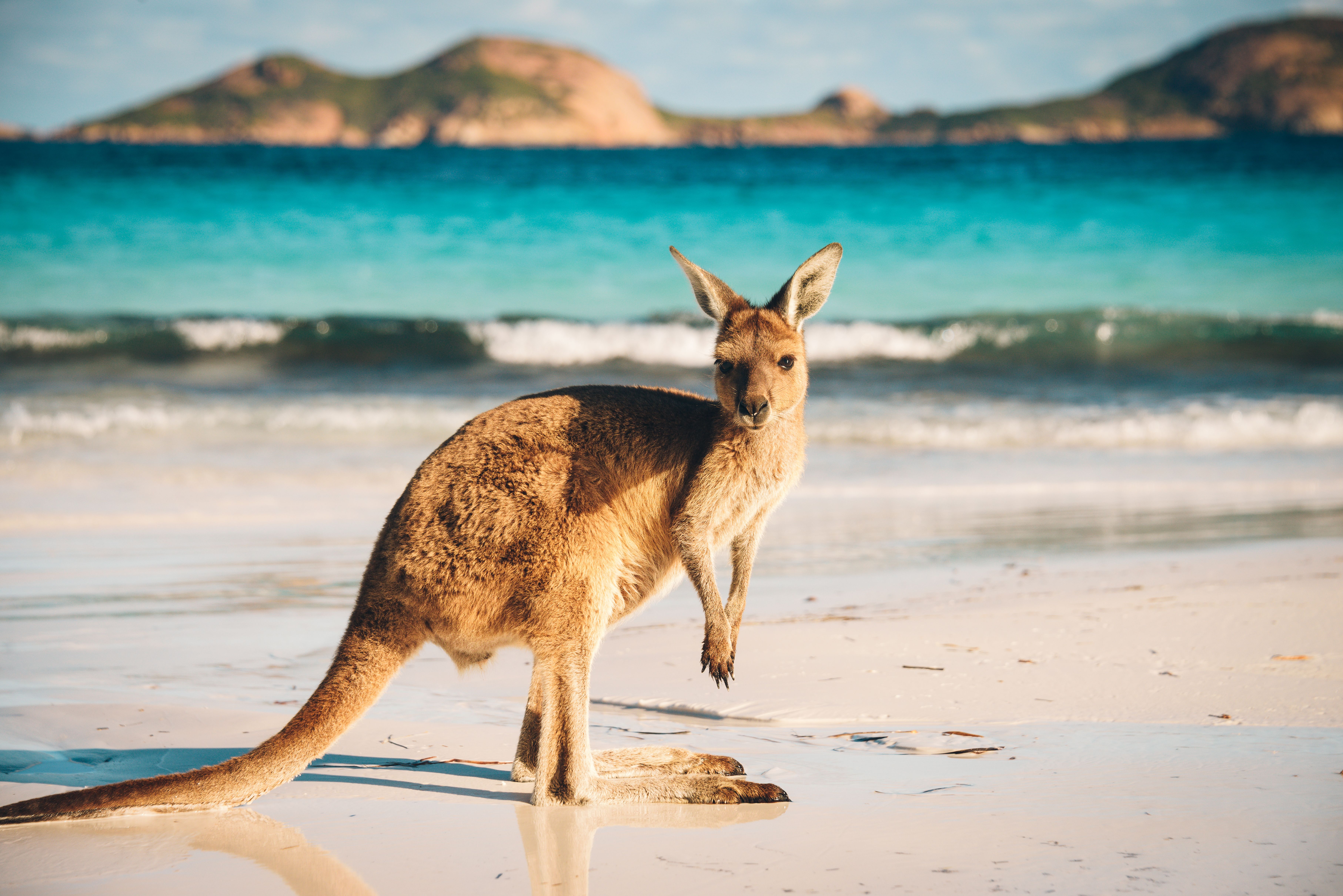 Kangaroo on the beach in western Australia
