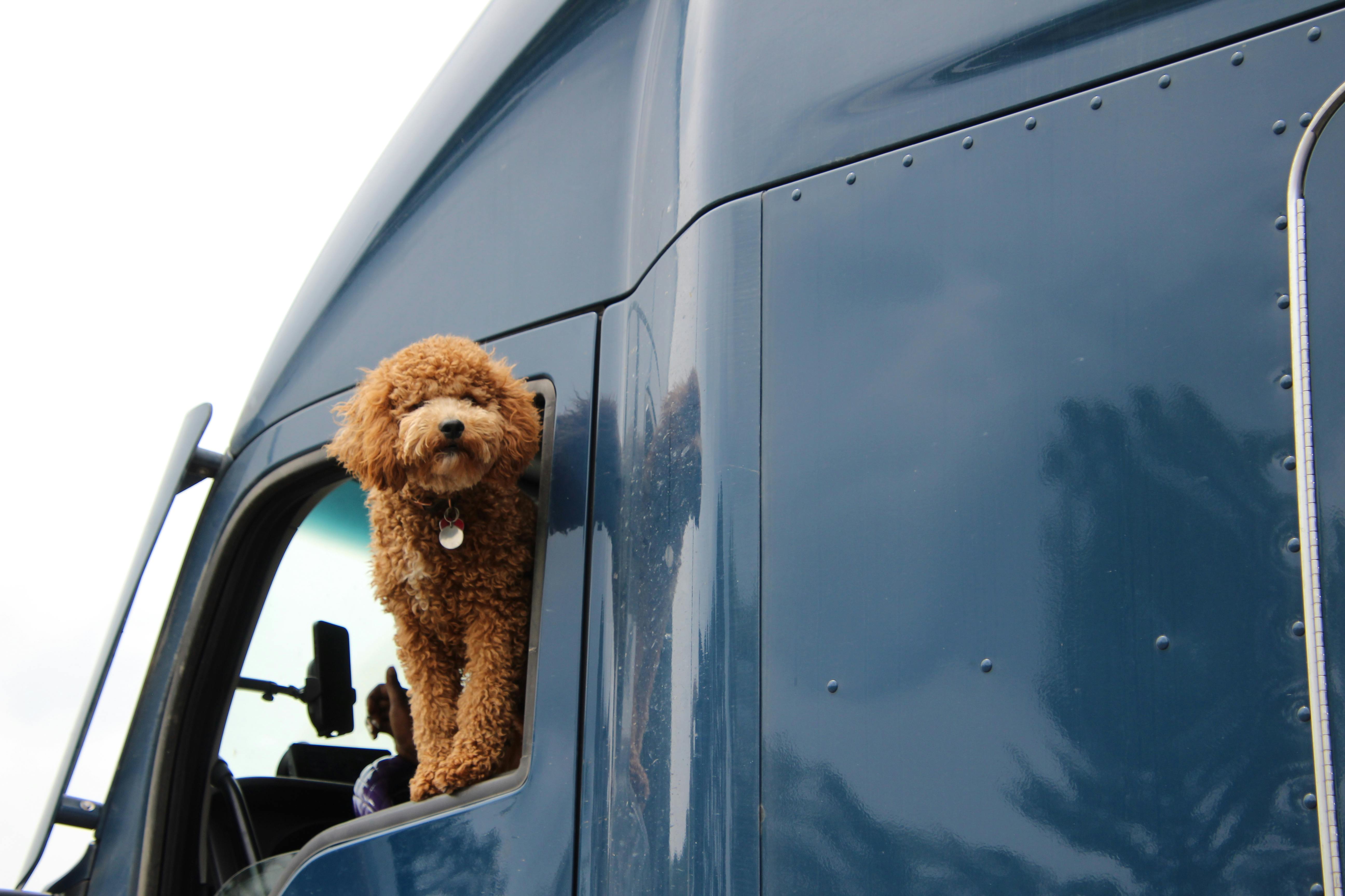 Ein kleiner Hund mit braunem, lockigem Fell schaut aus dem Fenster eines dunkelblauen Transporters.