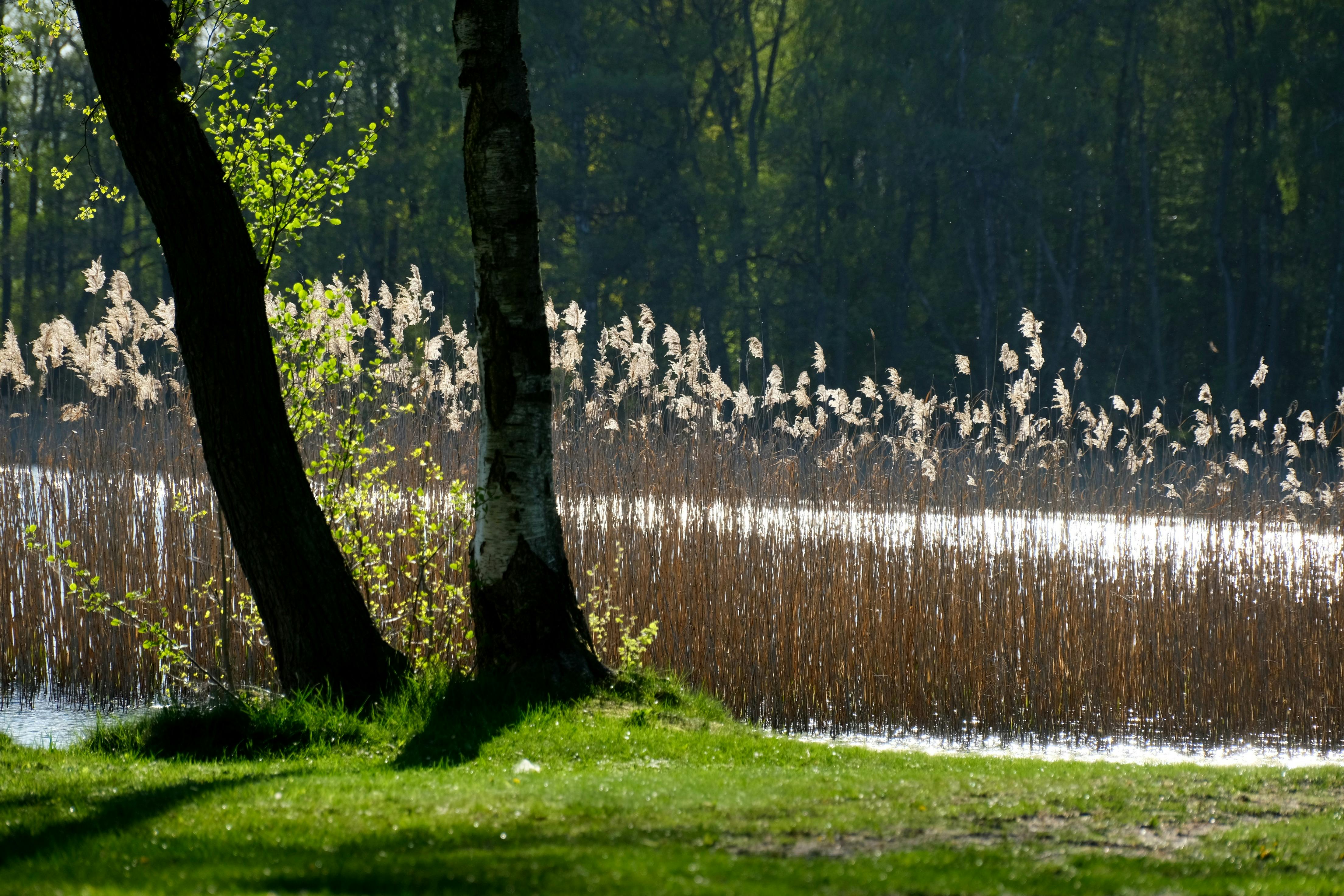 Eine Naturaufnahme an einem See, der mit Schilf bewachsen. Im Vordergrund sieht man eine Wiese und zwei Bäume. Die Sonne scheint.