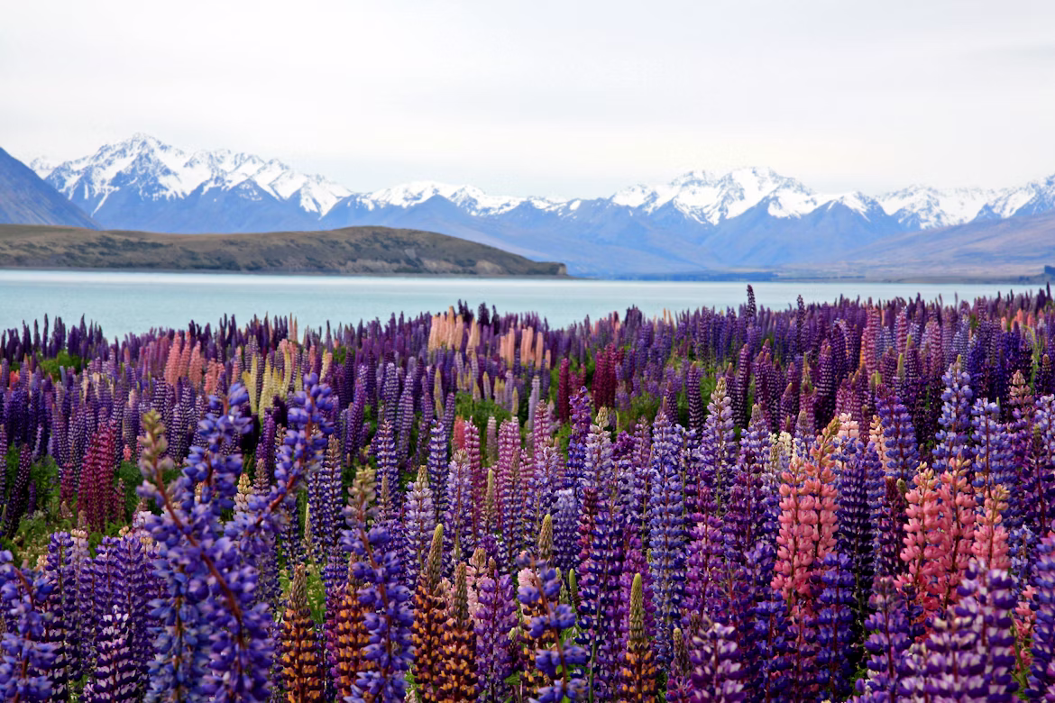 New Zealand Lake Tekapo.avif