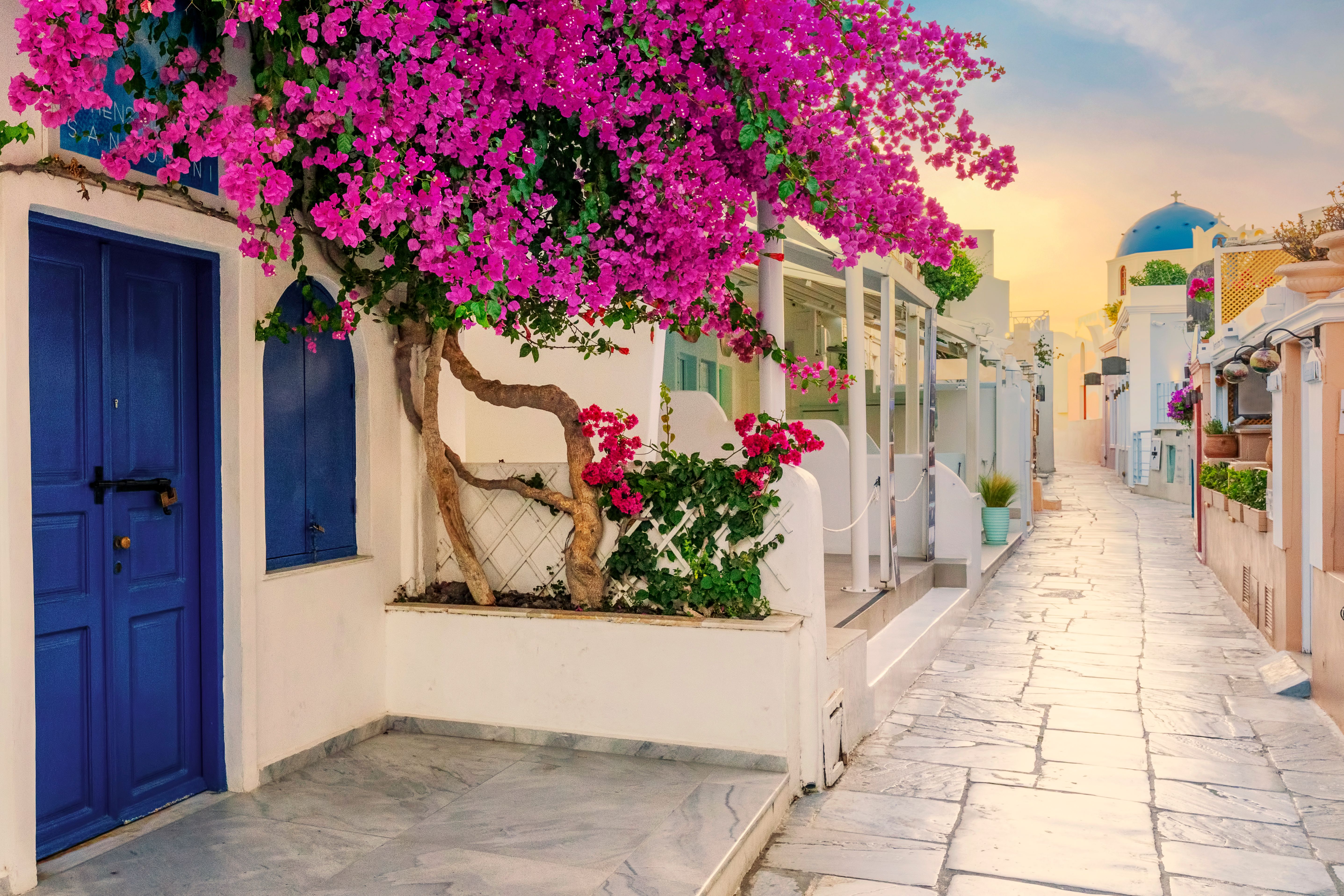 Bougainvillea along white cobbled street