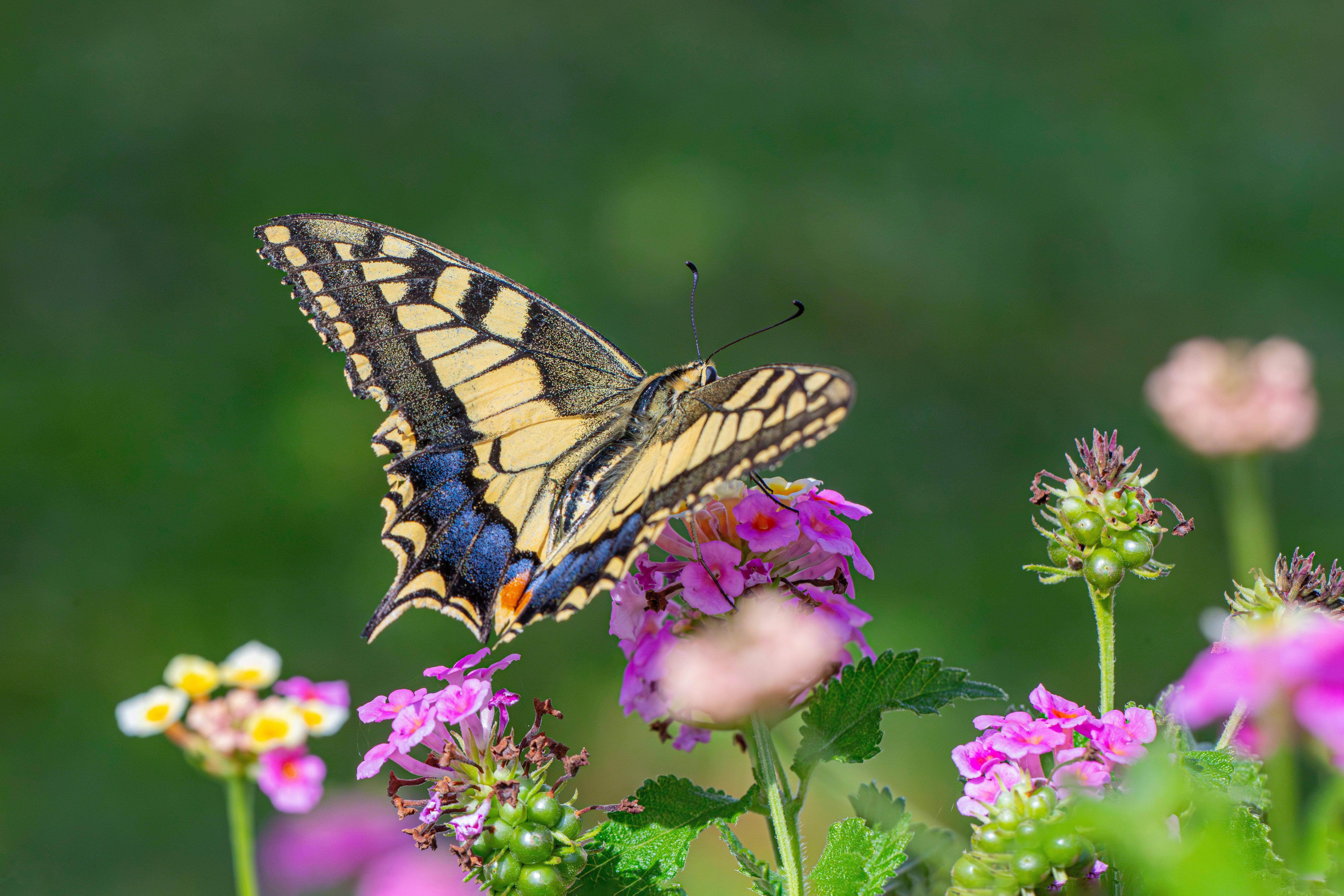 Een geelbruine vlinder met blauwe accenten zit op een paarse bloem.