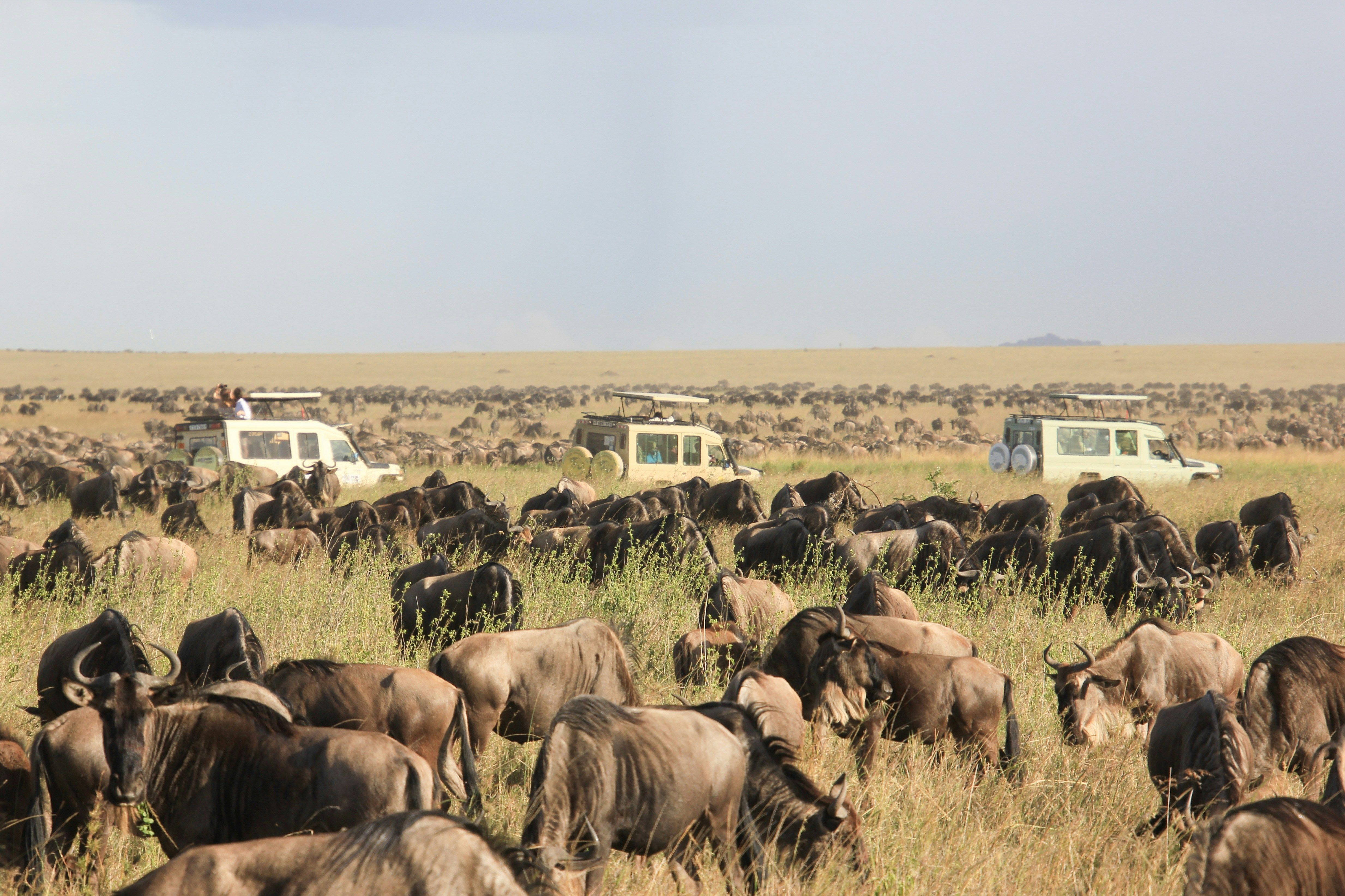 Drei weiße Safariautos fahren durch einen Nationalpark, in dem hunderte von Gnus grasen.