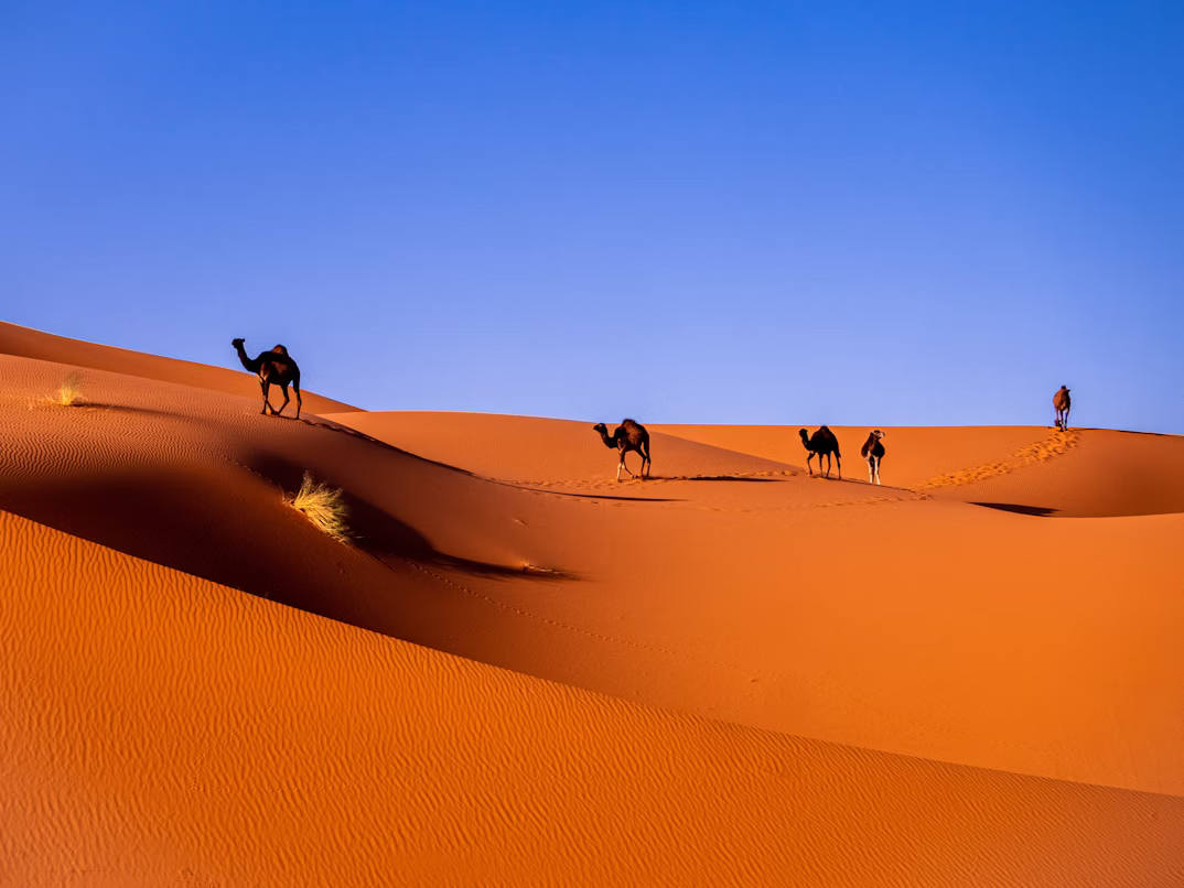 Fünf Kamele laufen bei sengender Hitze durch den orangenen Sand der Sahara.