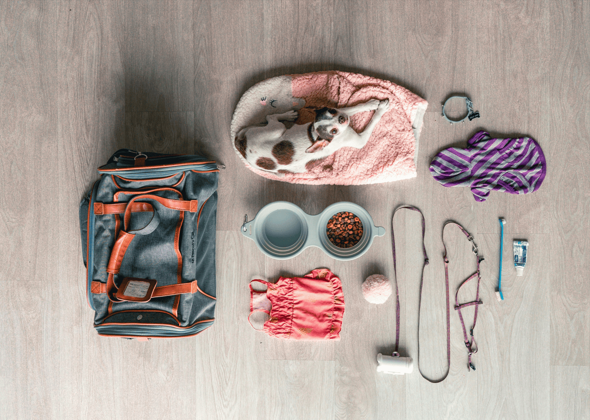 Little dog packing for their holidays.