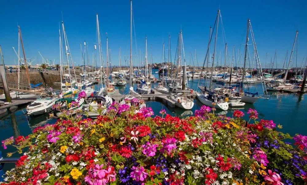 Im Vordergrund sieht man ein farbenfrohes Blumenmeer. Dahinter liegen zahlreiche Fischerboote in der Sonne von St Peter Port in Guernsey.