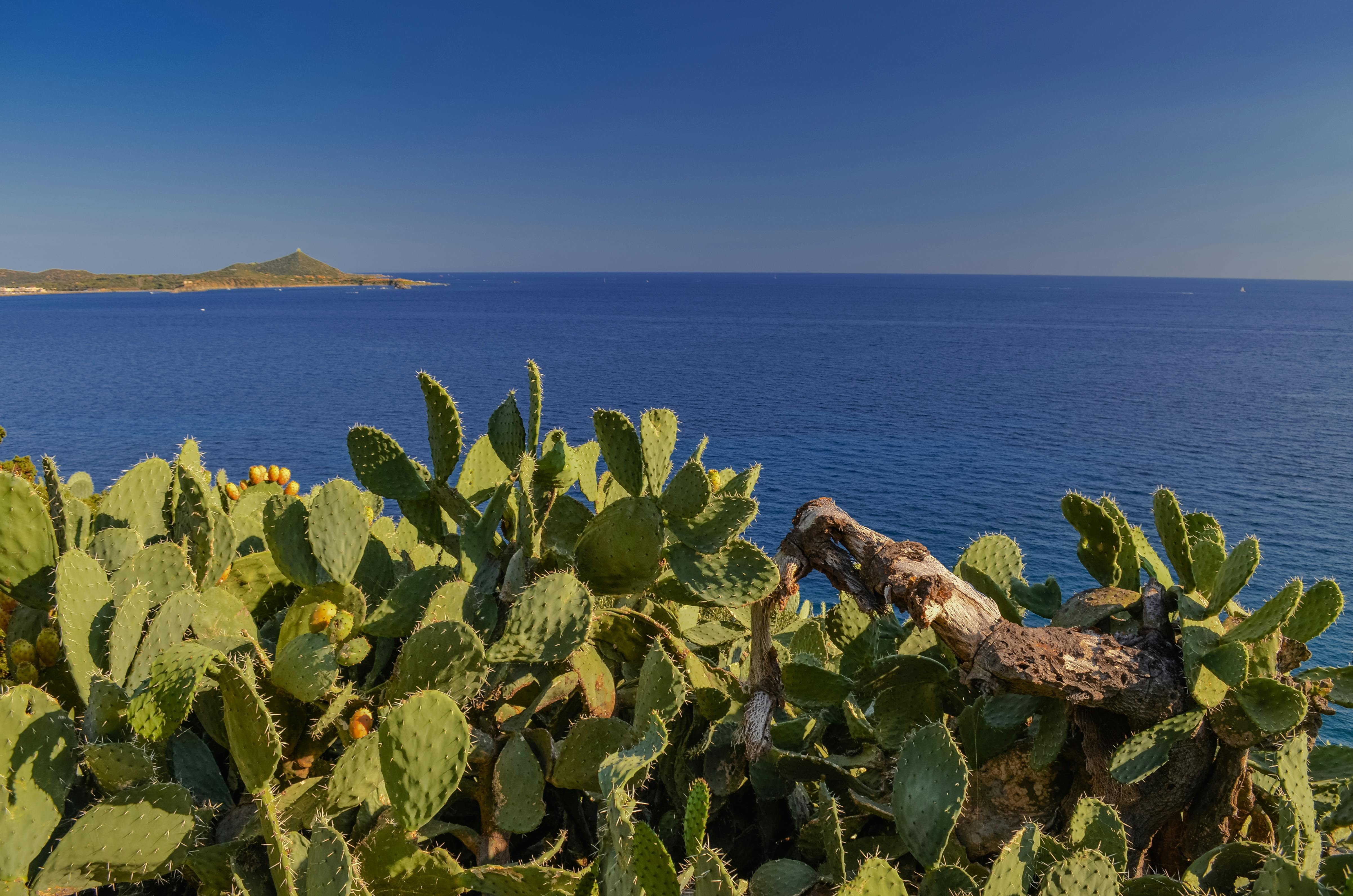 La vegetazione selvaggia della Sardegna e il mare blu sullo sfondo.