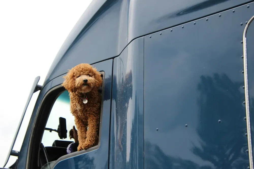 a dog sticking its head out of a van window