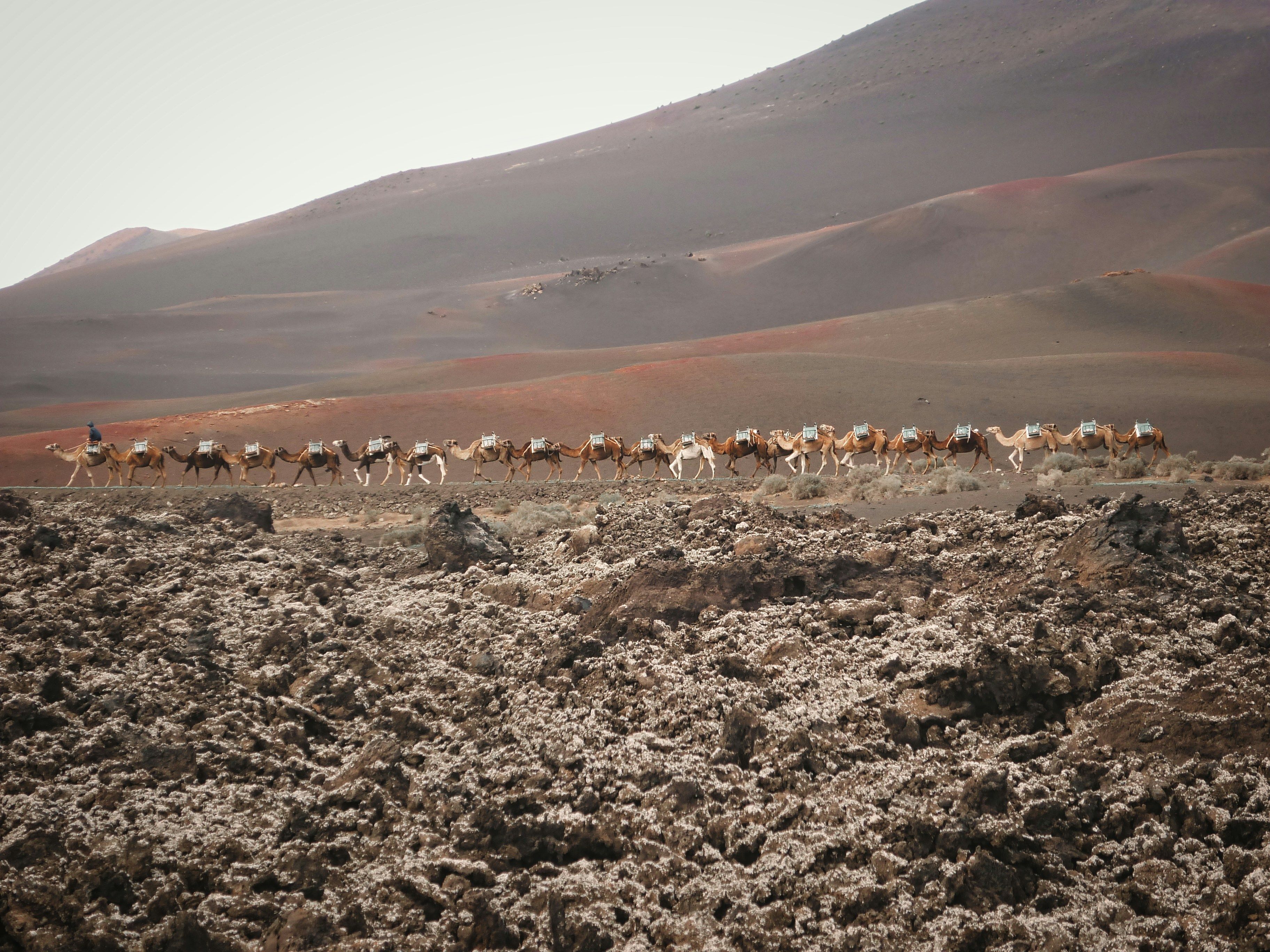 Zahlreiche Kamele gehen in einer Reihe, auf dem ersten sitzt eine Person. Sie gehen durch die schroffe Landschaft des Nationalparks Timanfaya auf Lanzarote.
