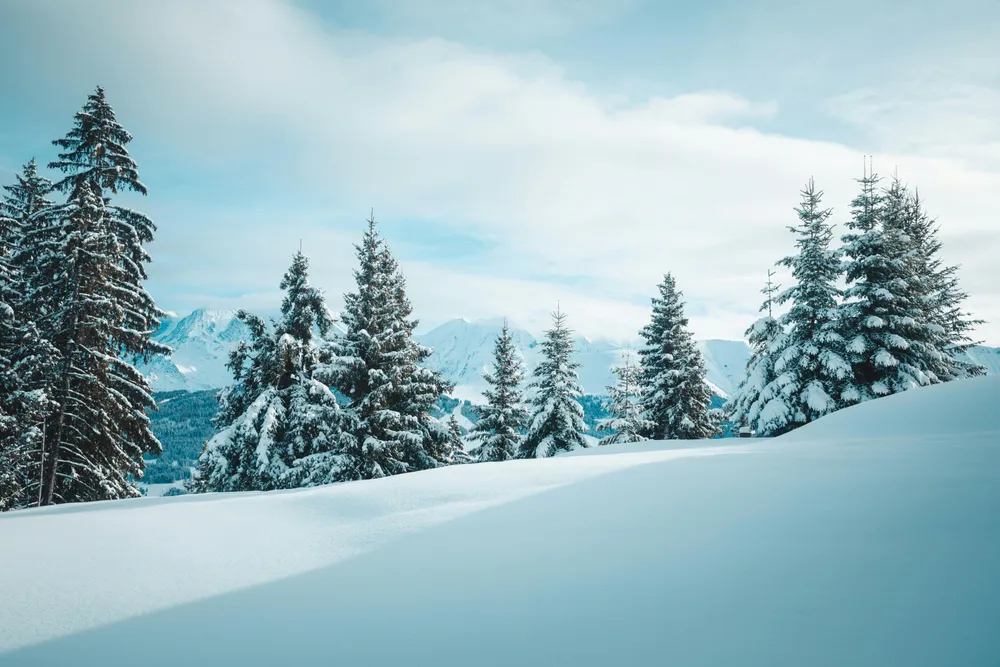 Paisaje invernal con pinos nevados en los Alpes franceses.