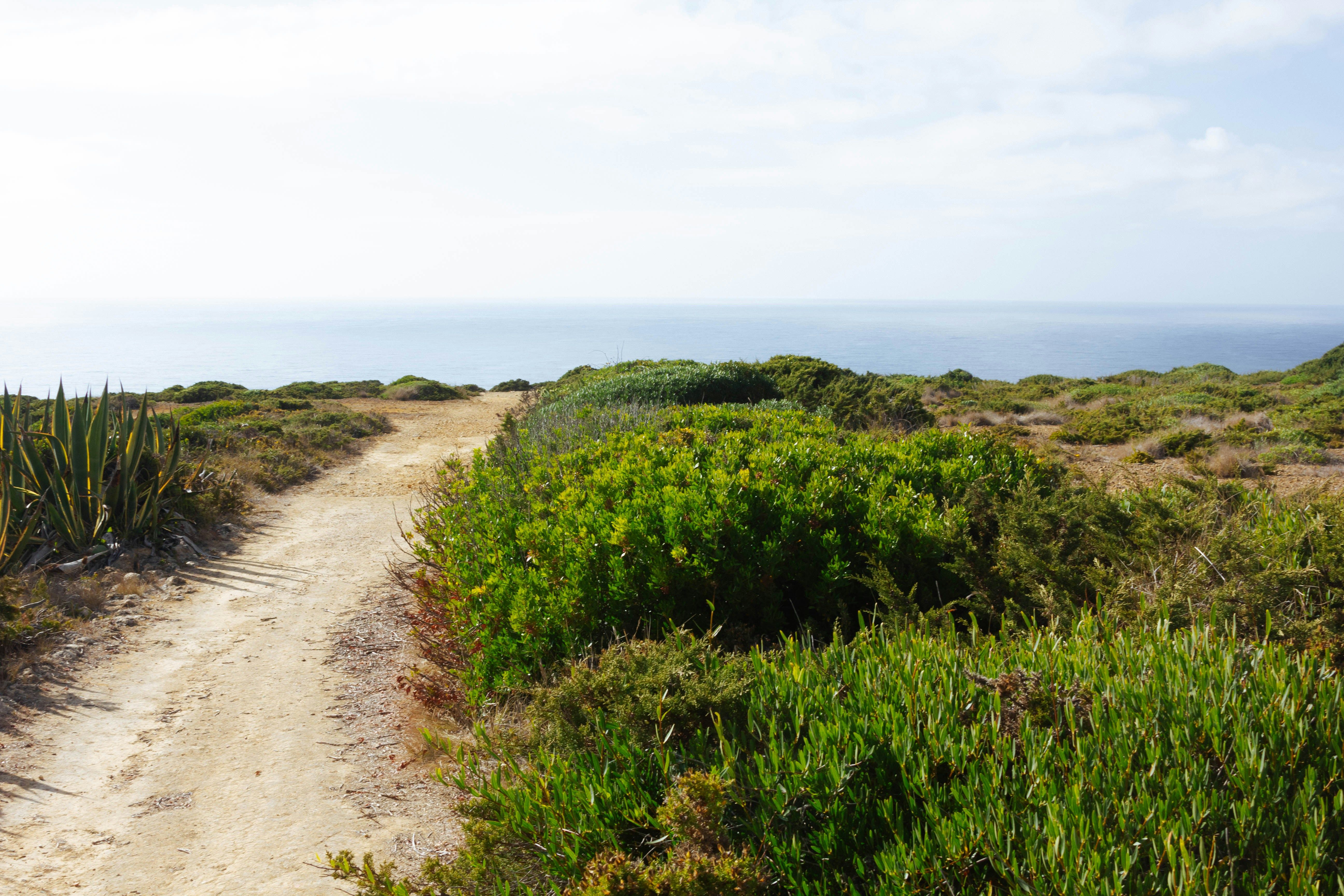footpath leading to the sea with greenery on either side