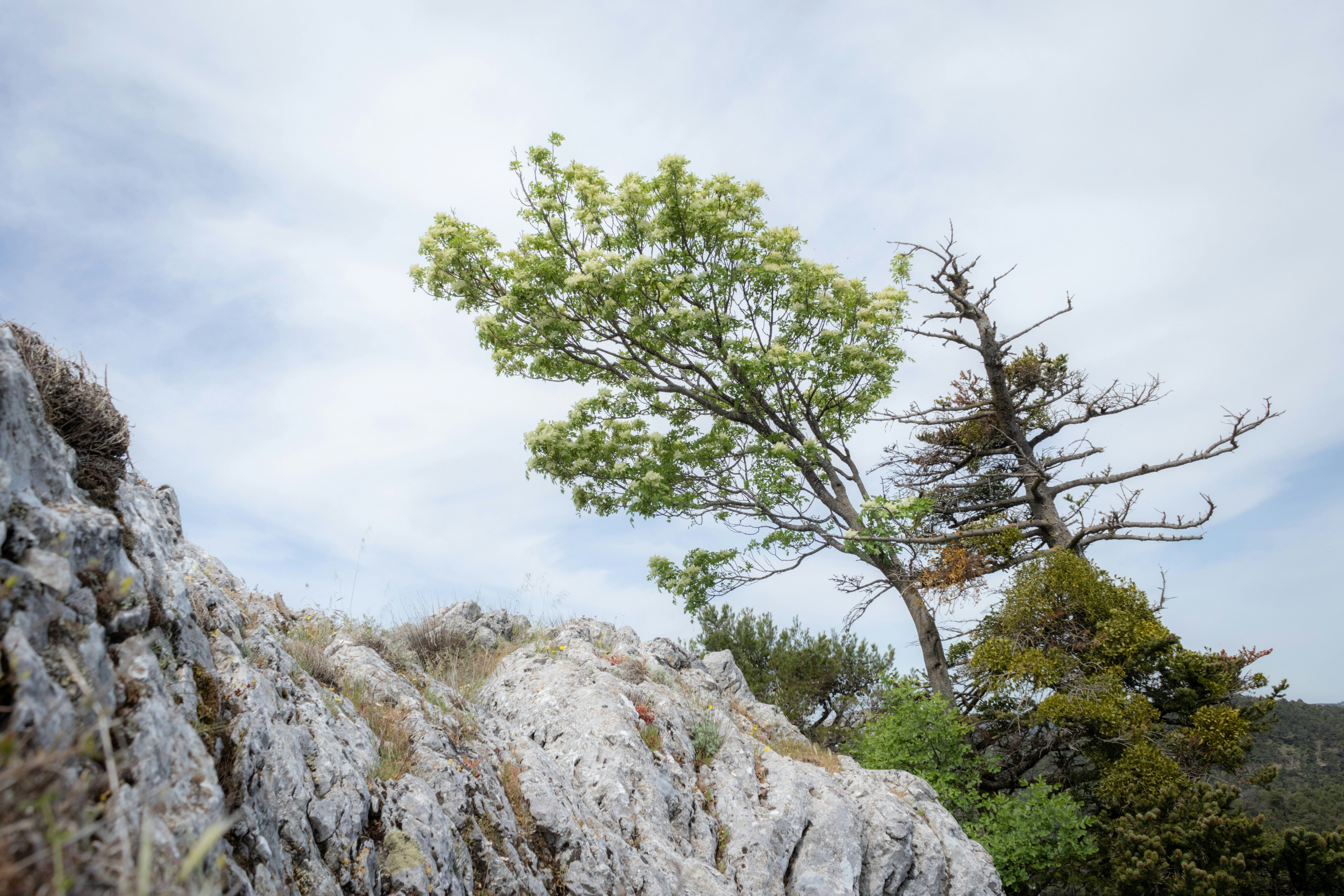 rocher et arbres sur ciel nuageux
