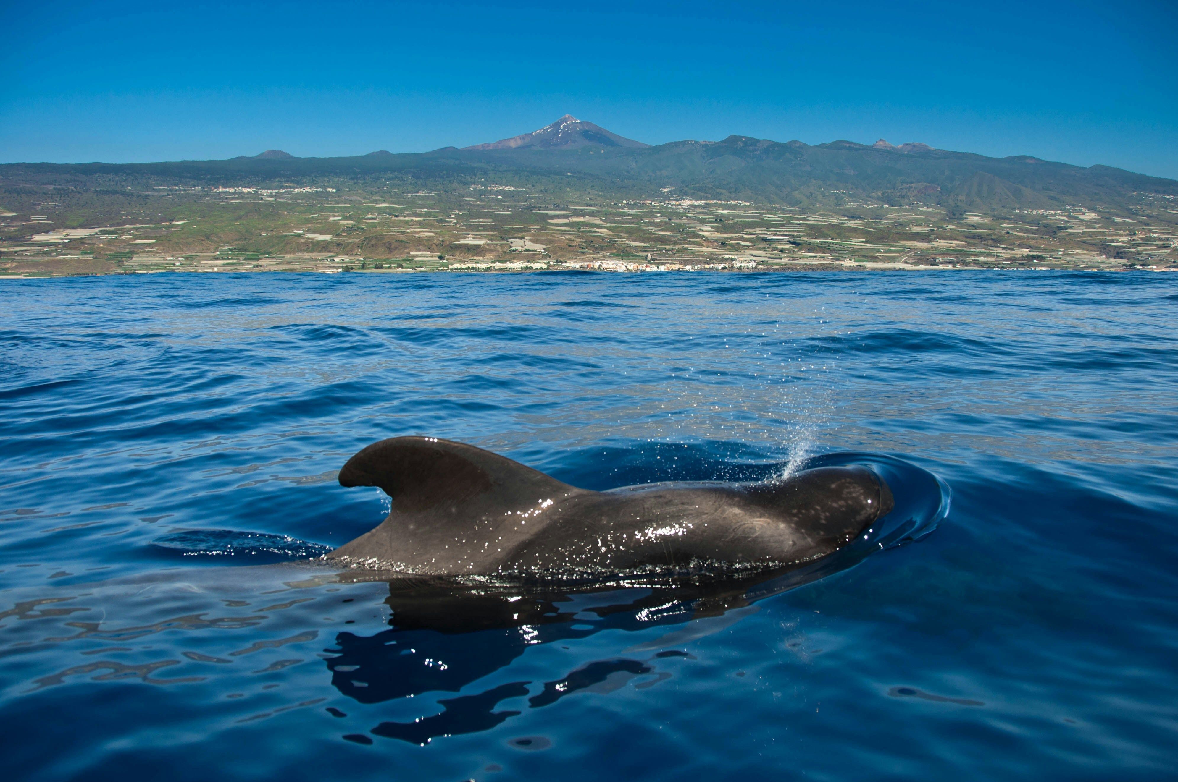 Baleine grise dans mer bleue avec cote au fond