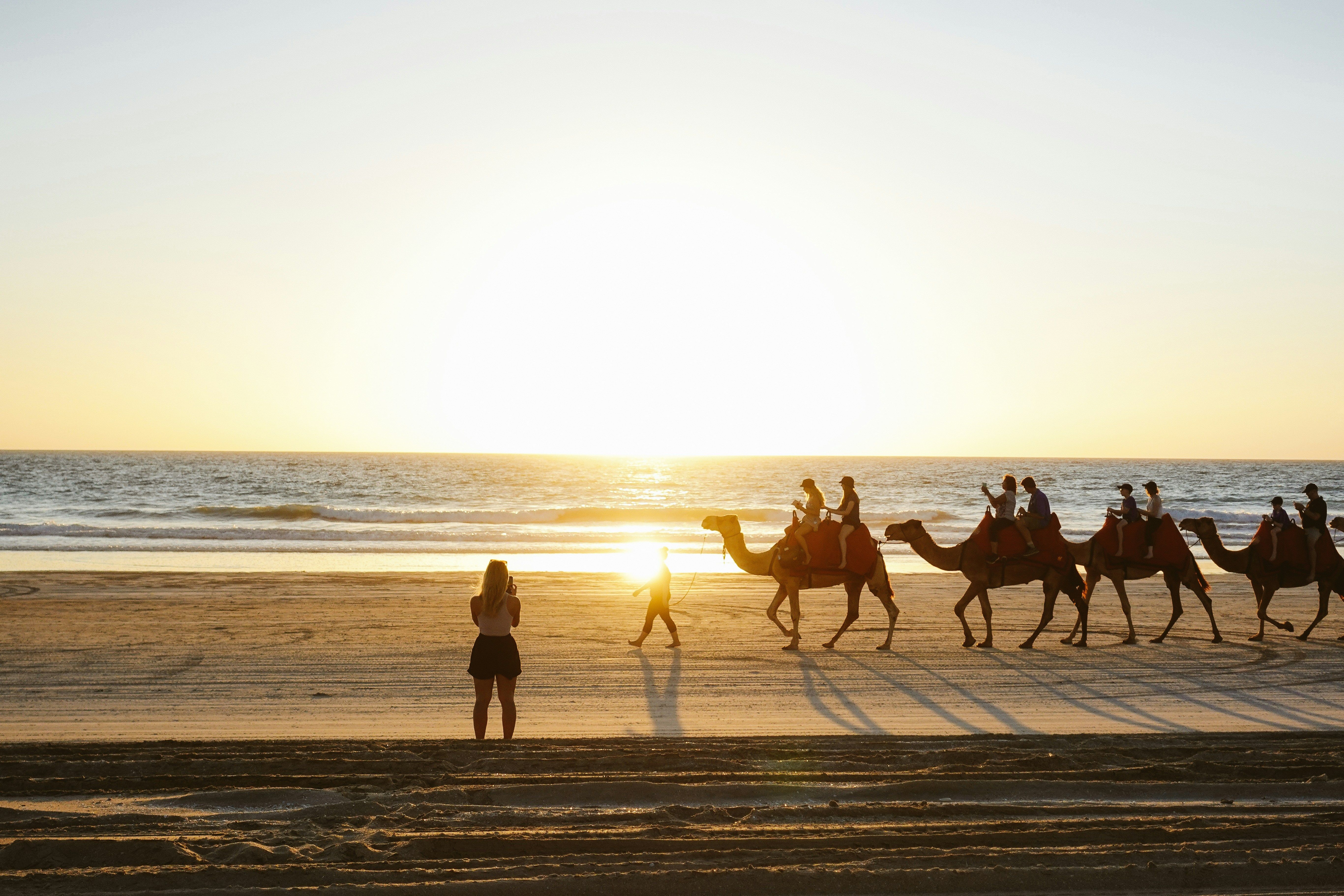 camels on the beach in Broome at sunset
