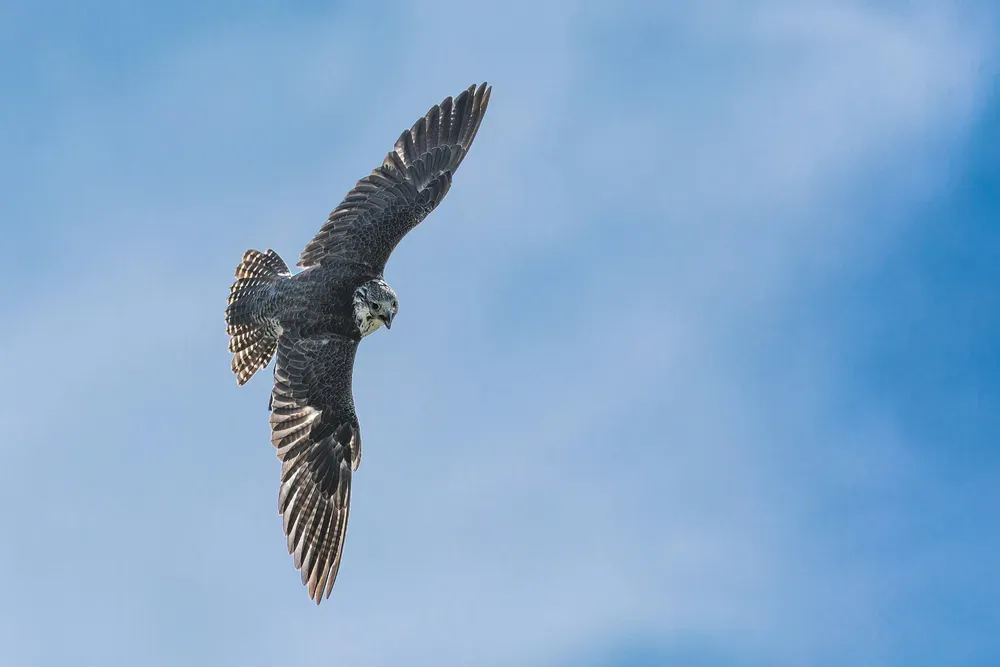 bird flying in the blue sky.webp