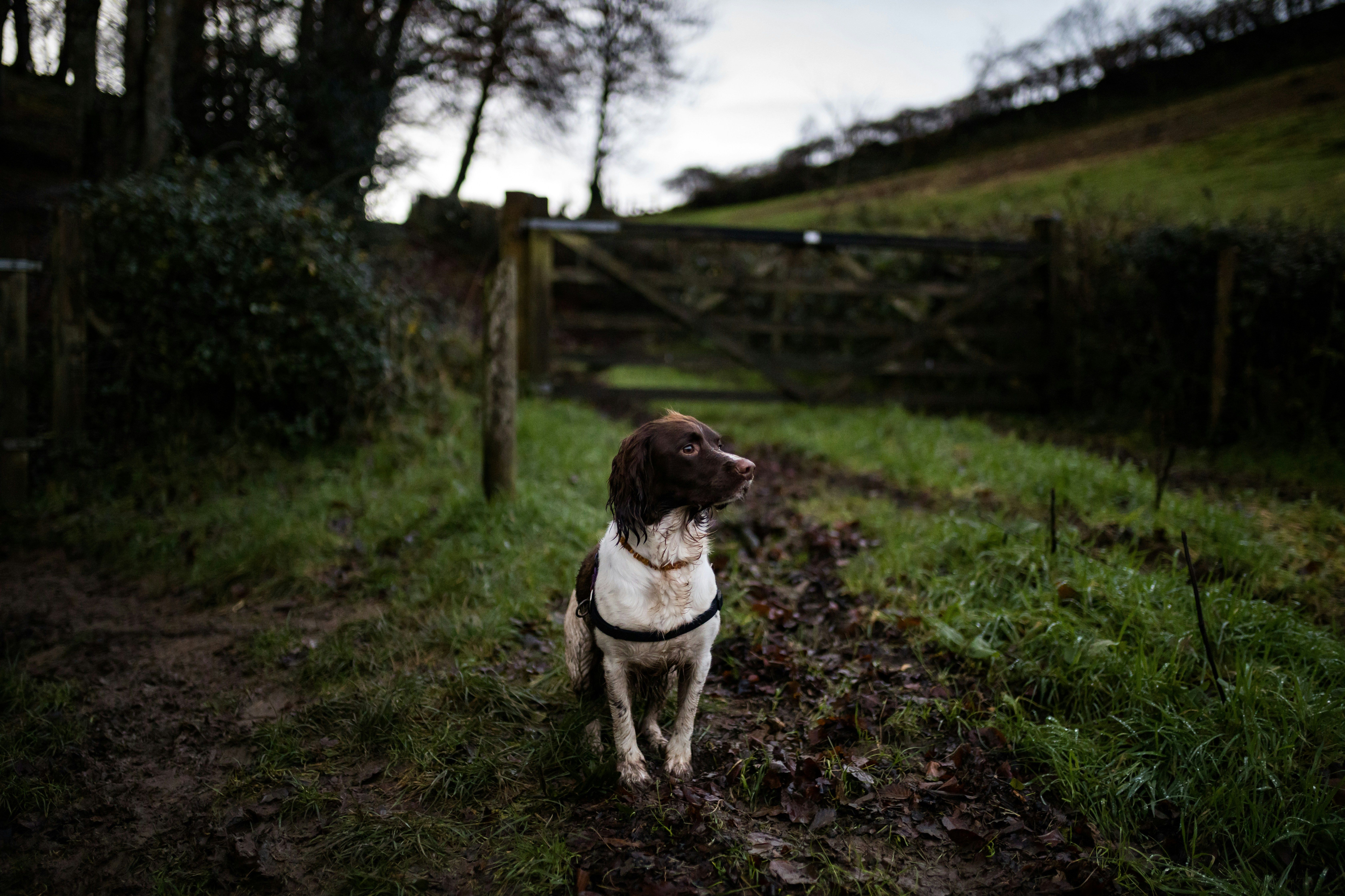 dog sat down on a woodland path