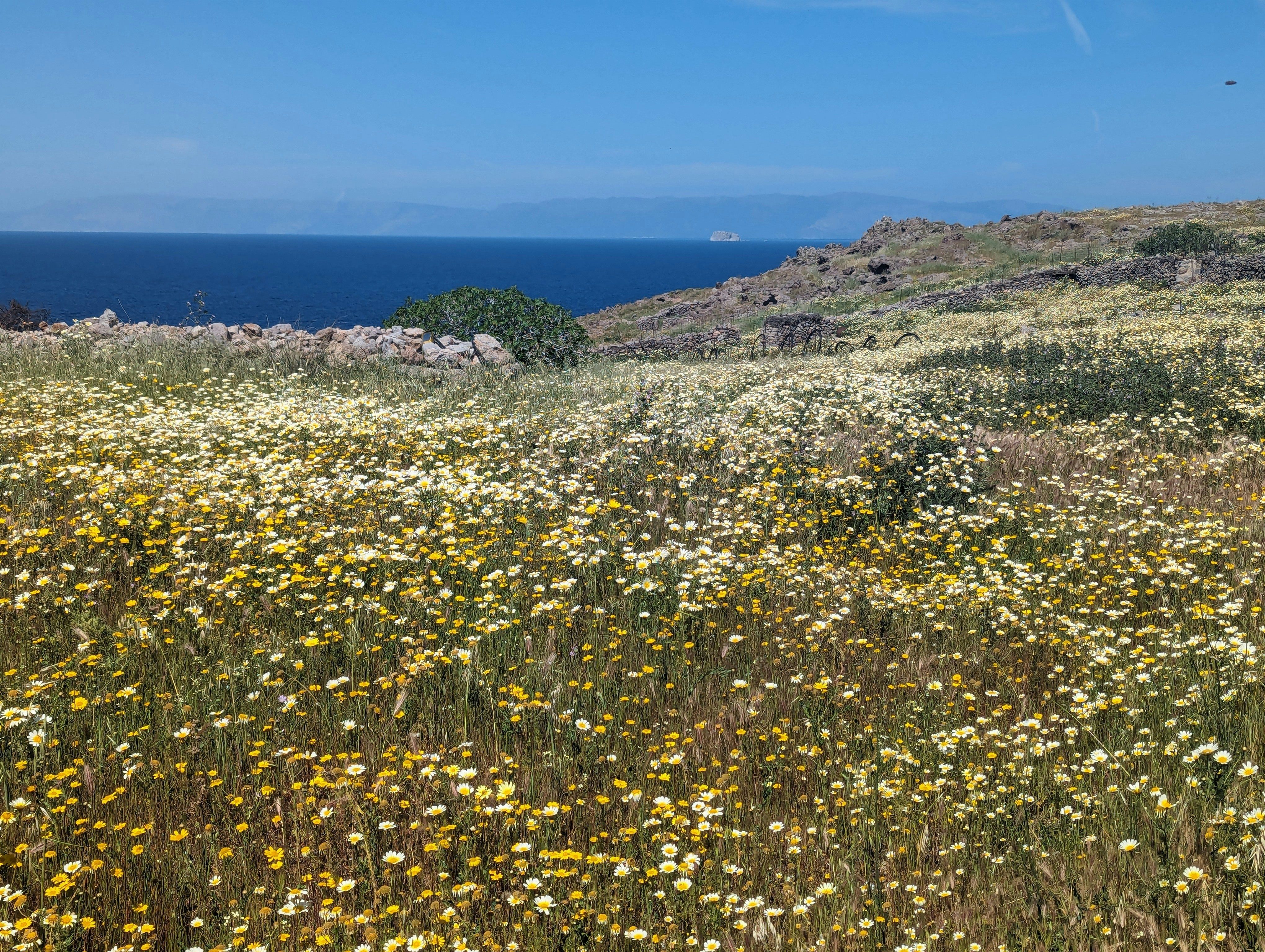 flowers on the hills in Patmos