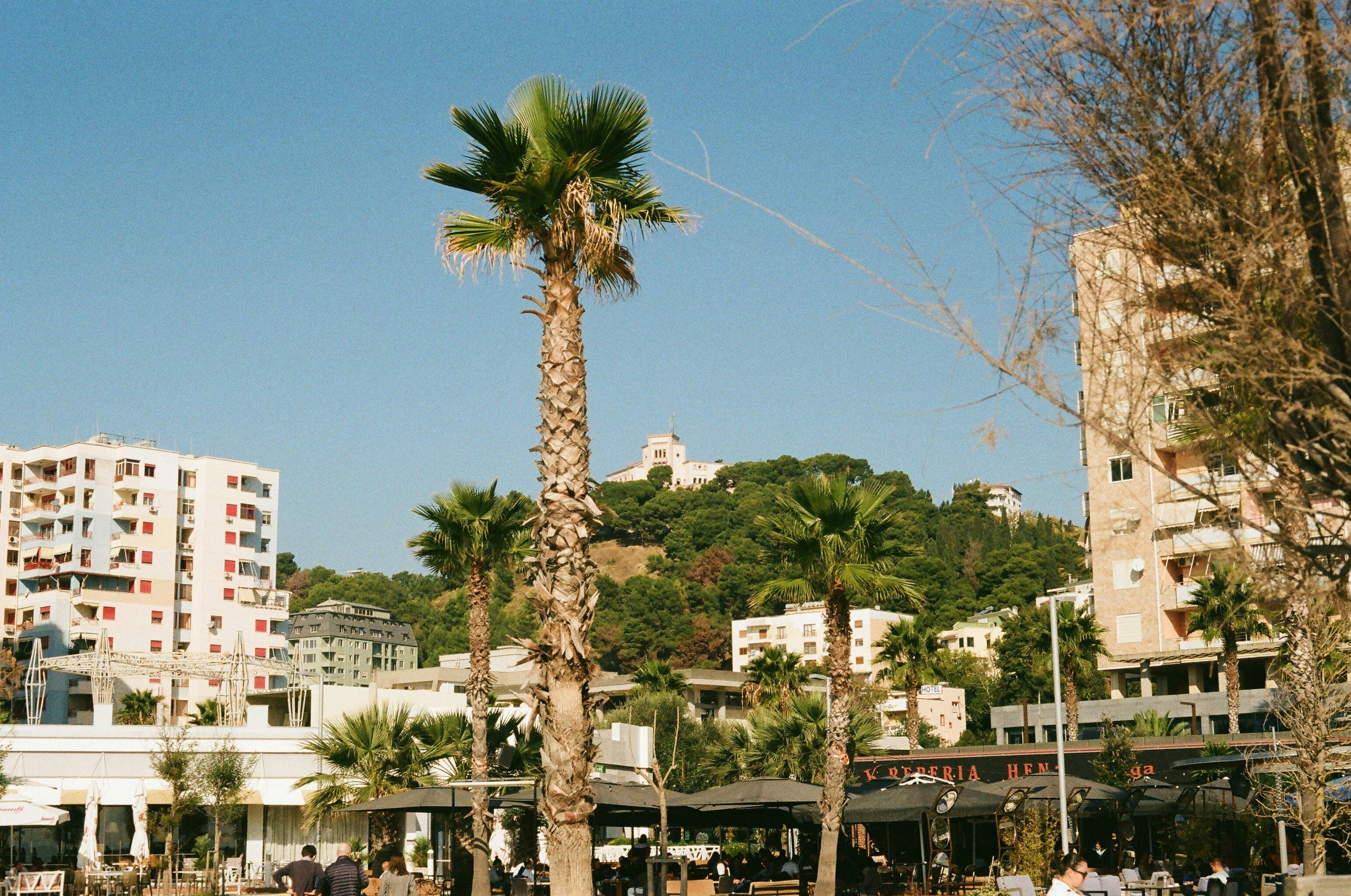 palm trees with buildings in the background