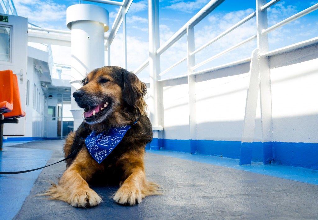 dog lying down on a ferry