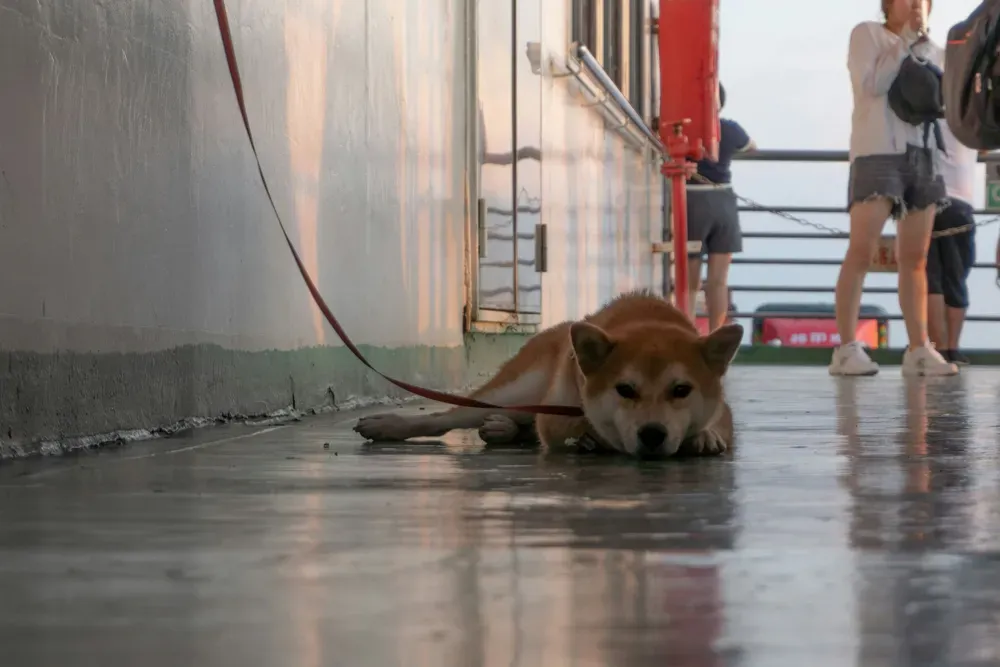 dog lying down on a ferry
