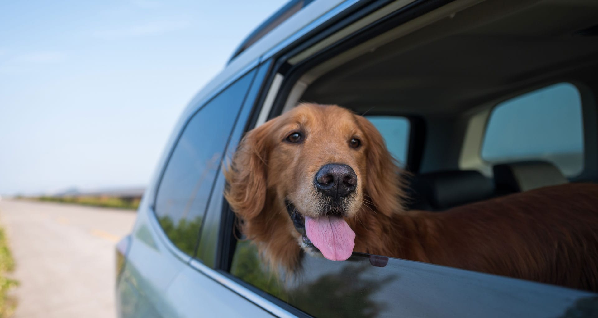 dog looking out car window on ferry