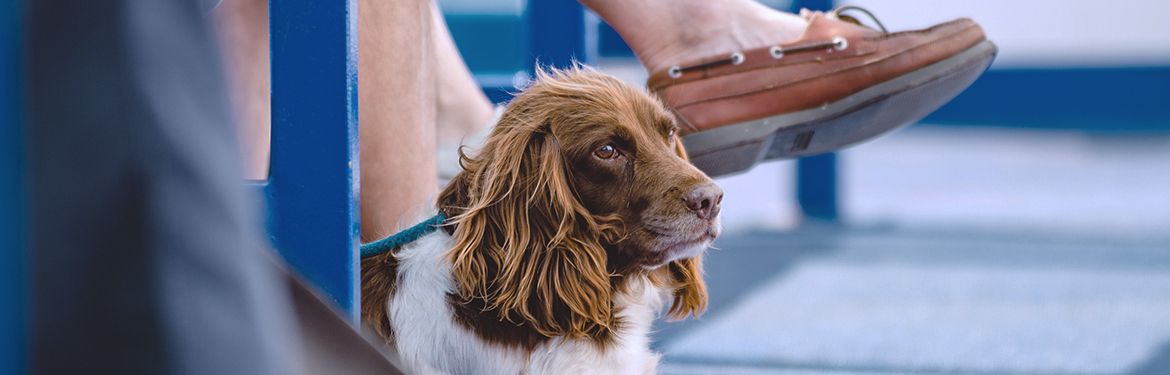 dog on a ferry