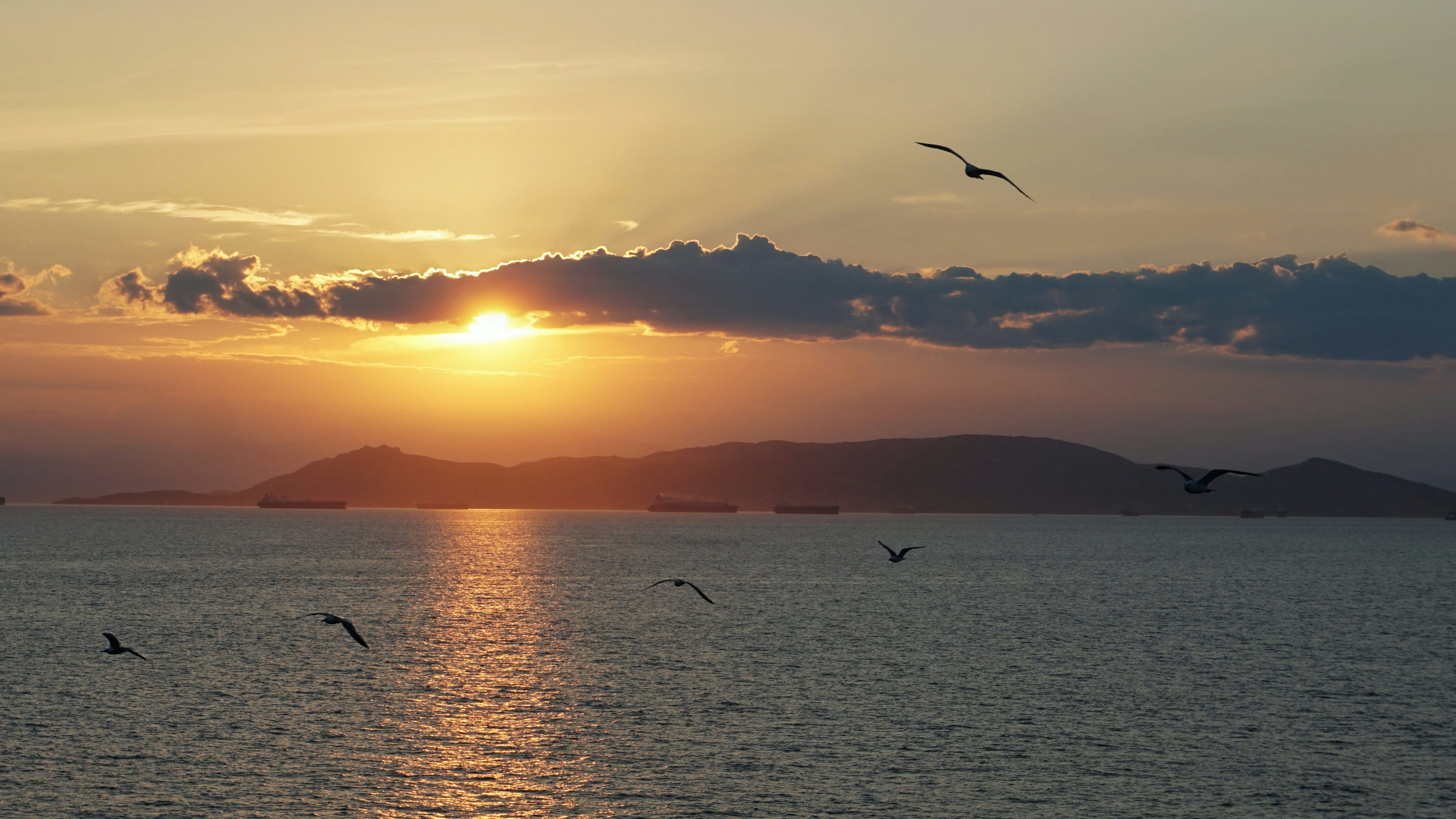 birds flying over sea at sunset