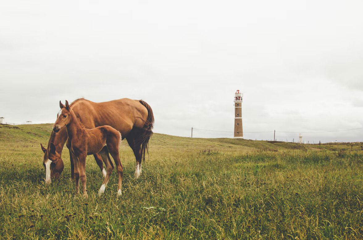 A horse and a foal grazing in a field with a lighthouse in the distance
