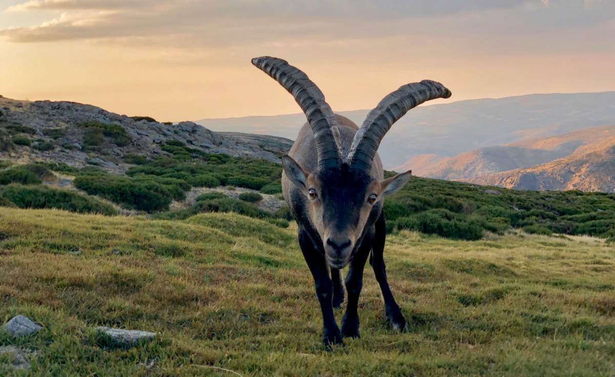 Cabra montesa en la Sierra de Gredos al atardecer, con montañas y praderas verdes en el horizonte.