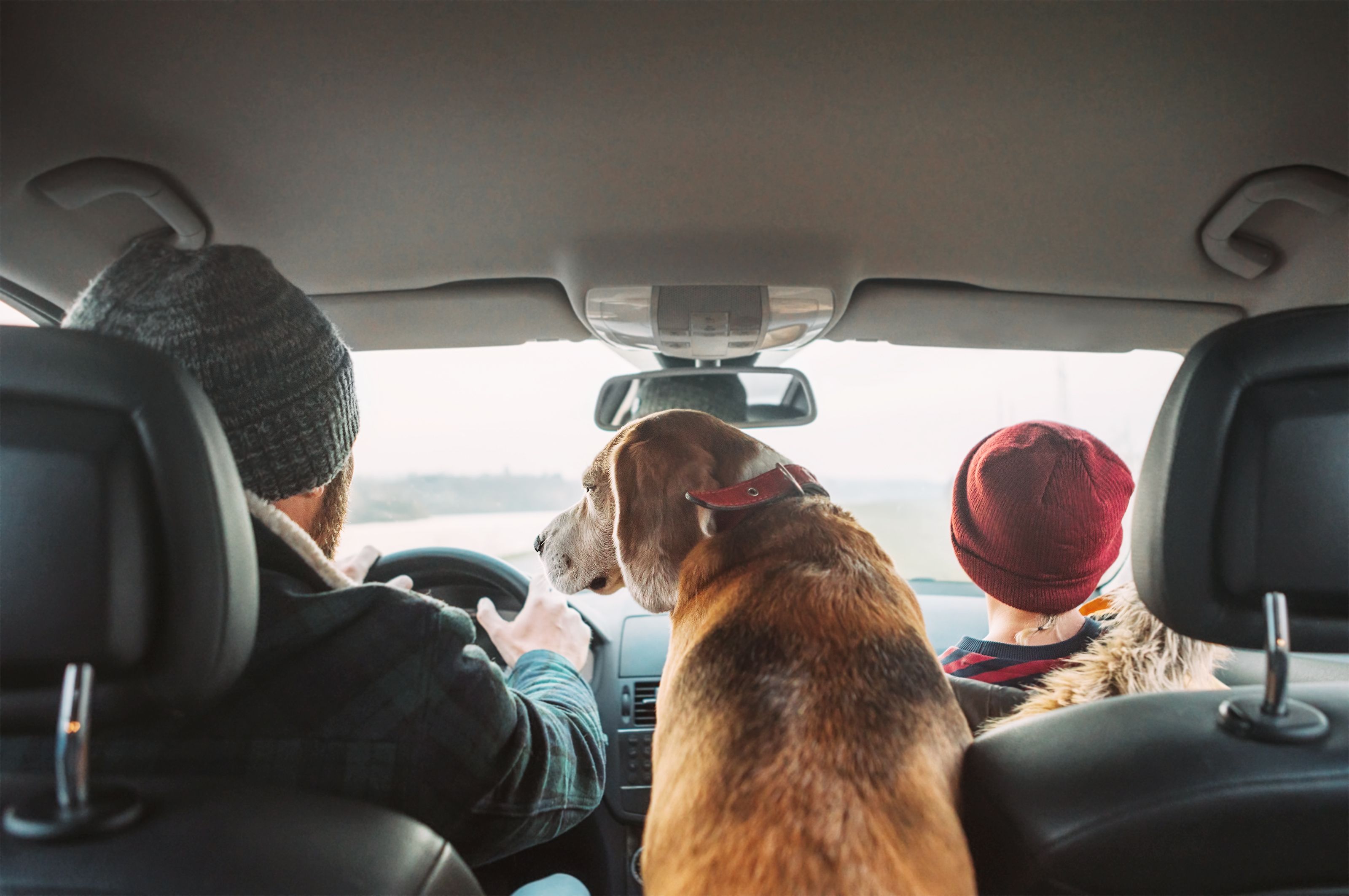 dog sat in the car between a man and child