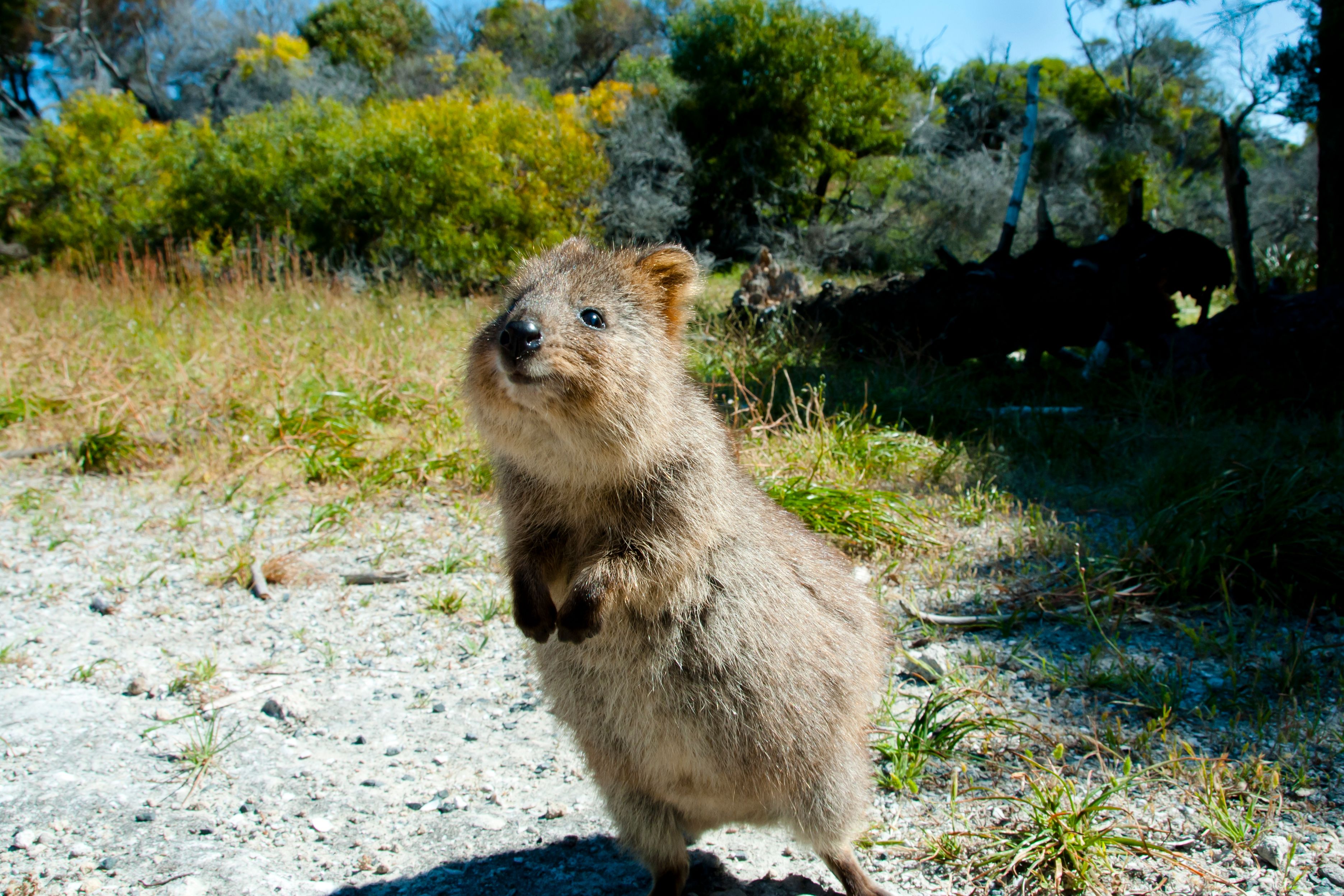 Quokka on Rottnest Island