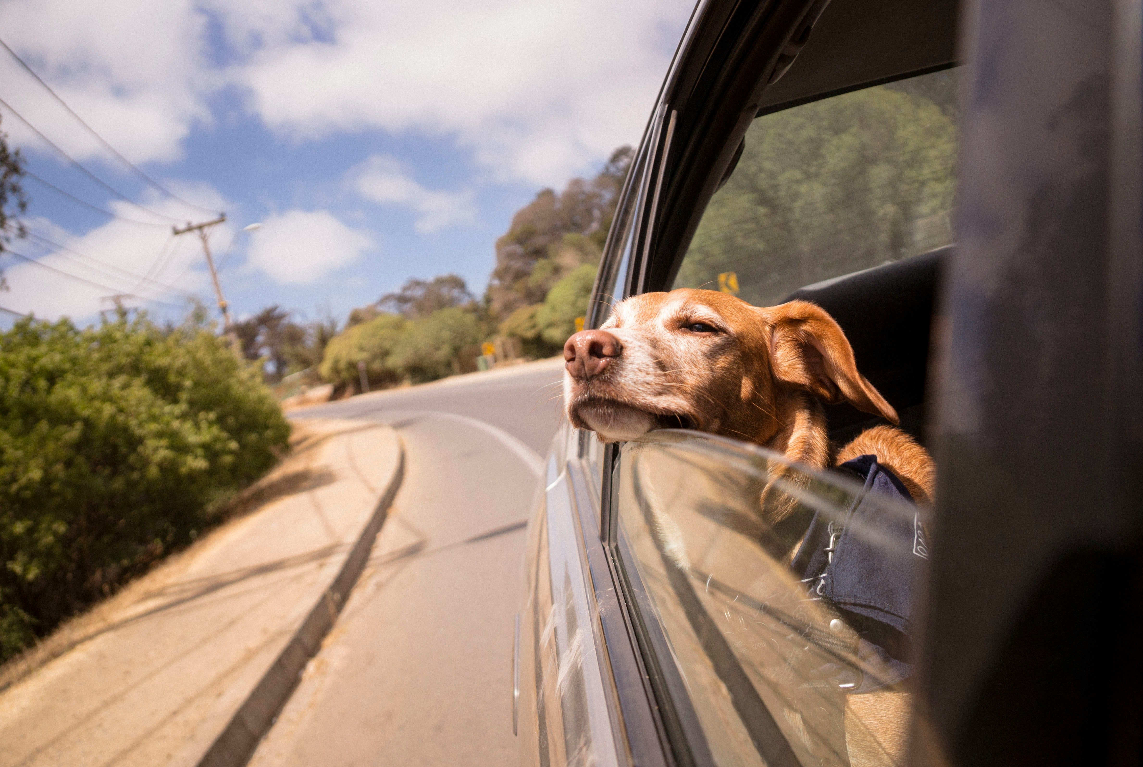 dog sticking head out of car window