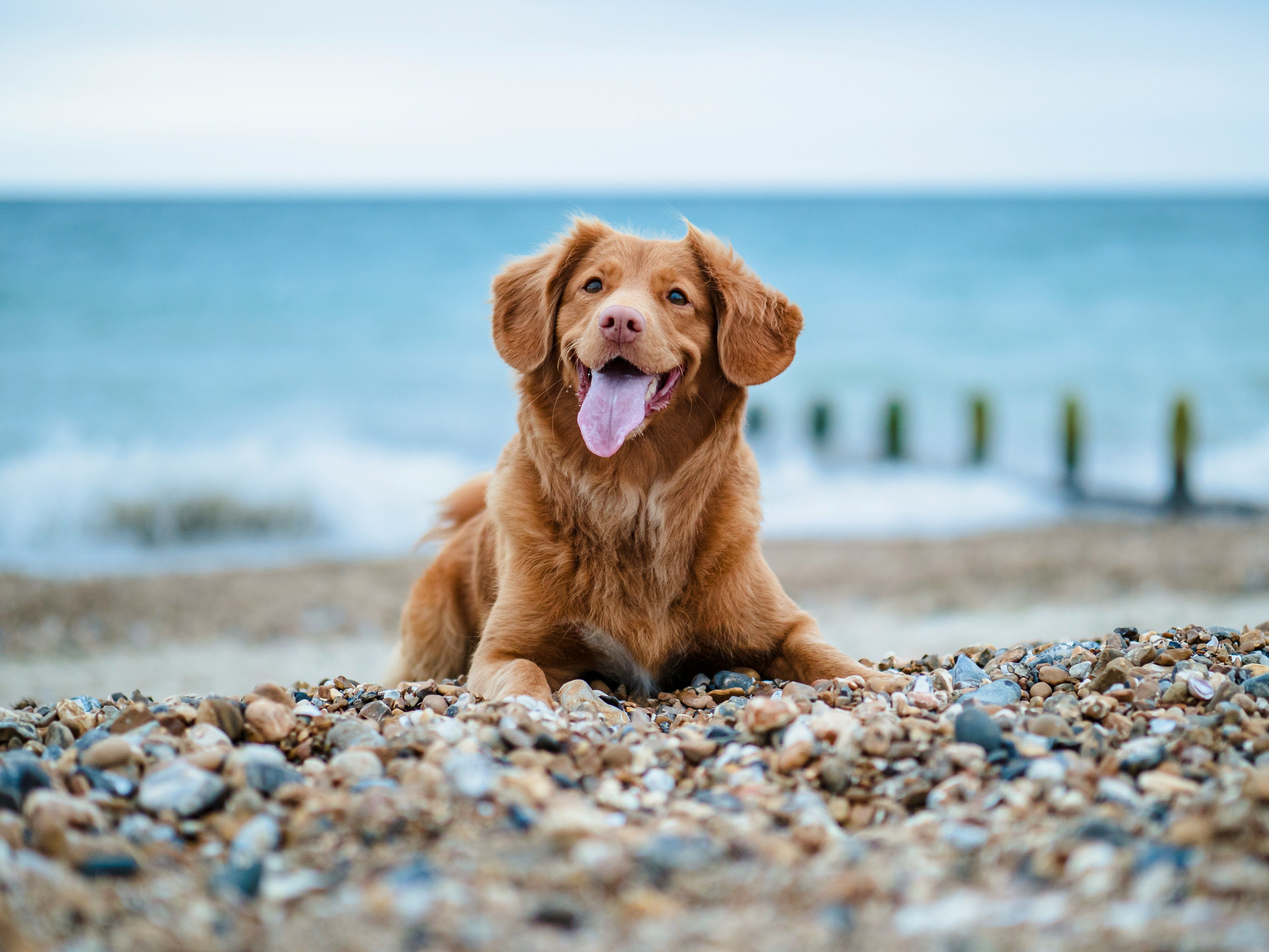 Ein brauner Hund liegt an einem Kiesstrand und hechelt. Im Hintergrund sieht man verschwommen das Meer.