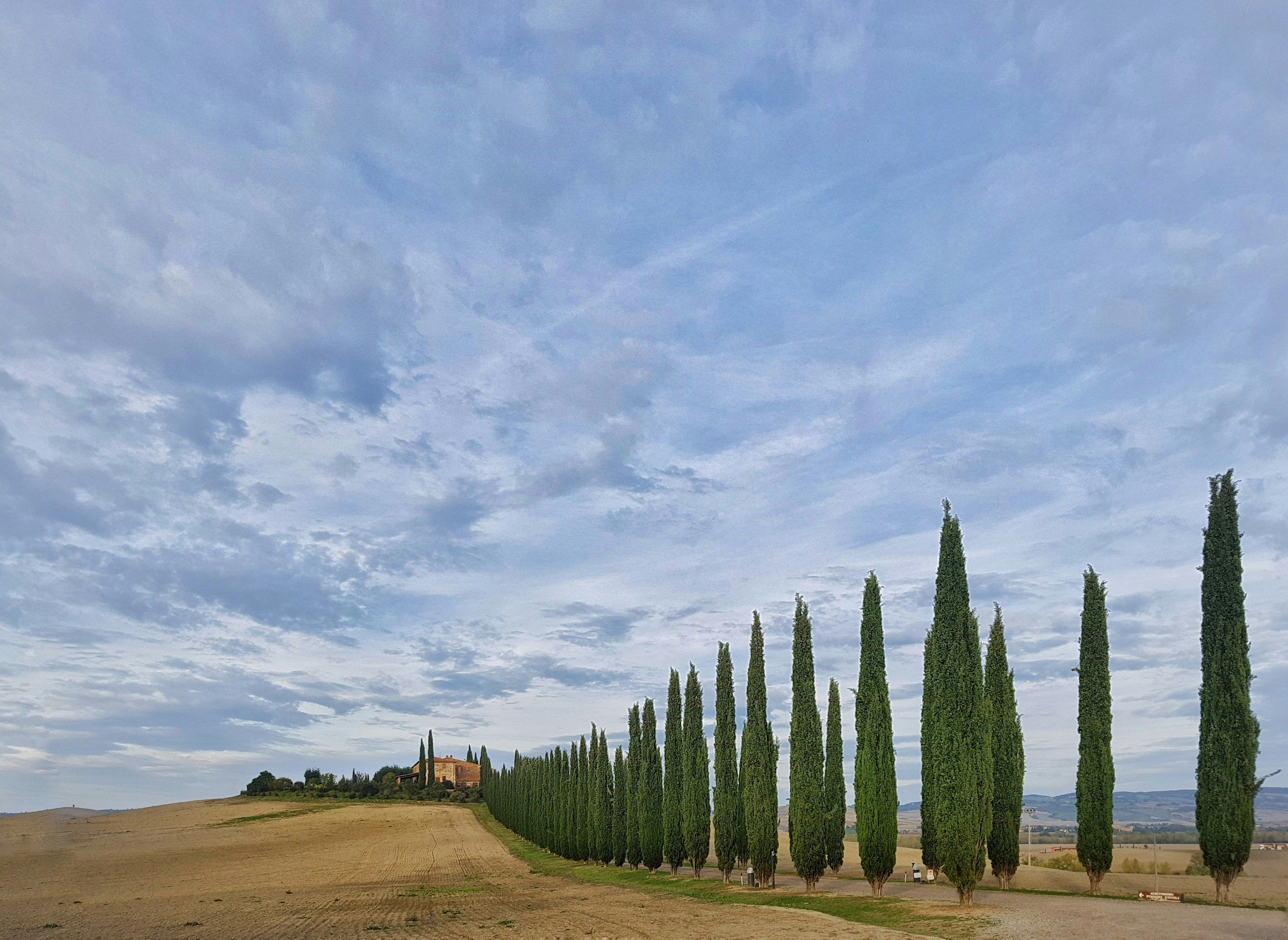 cypress lined streets of Val d'Orcia