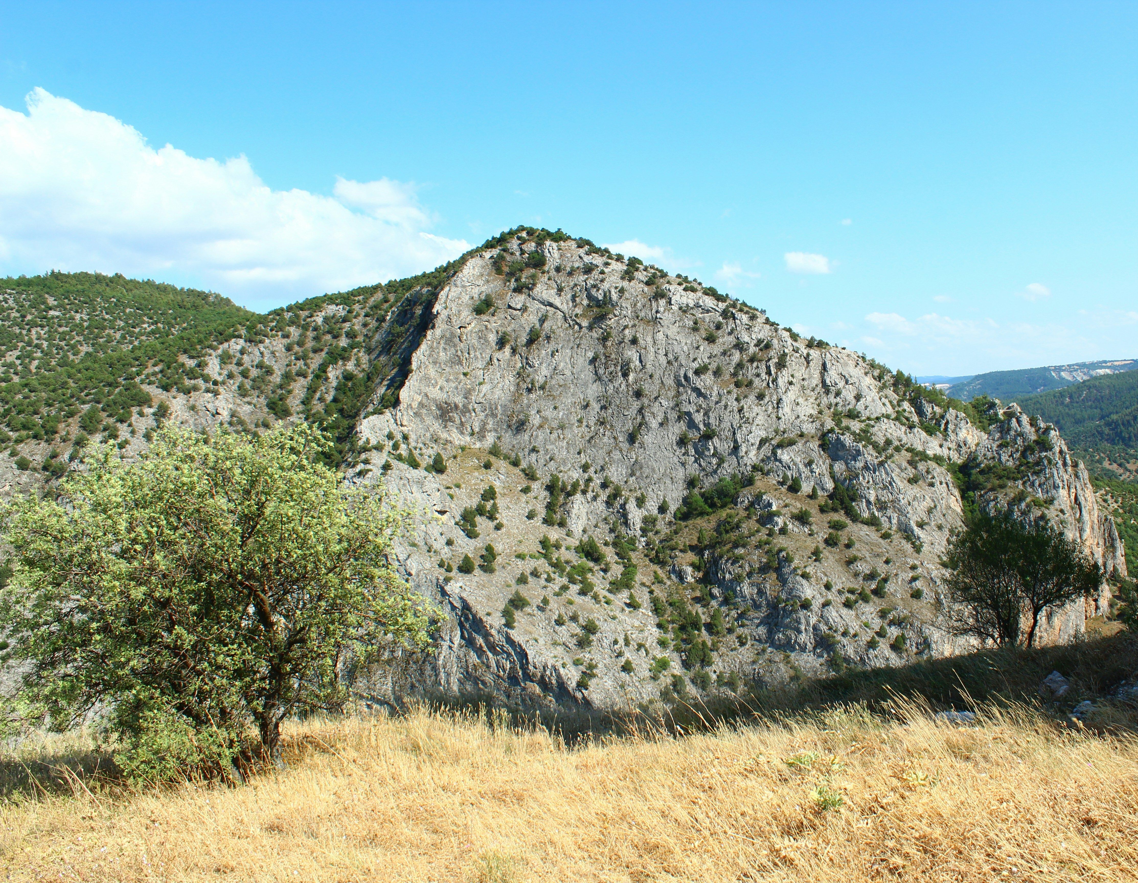 montagne avec arbres et vegetation