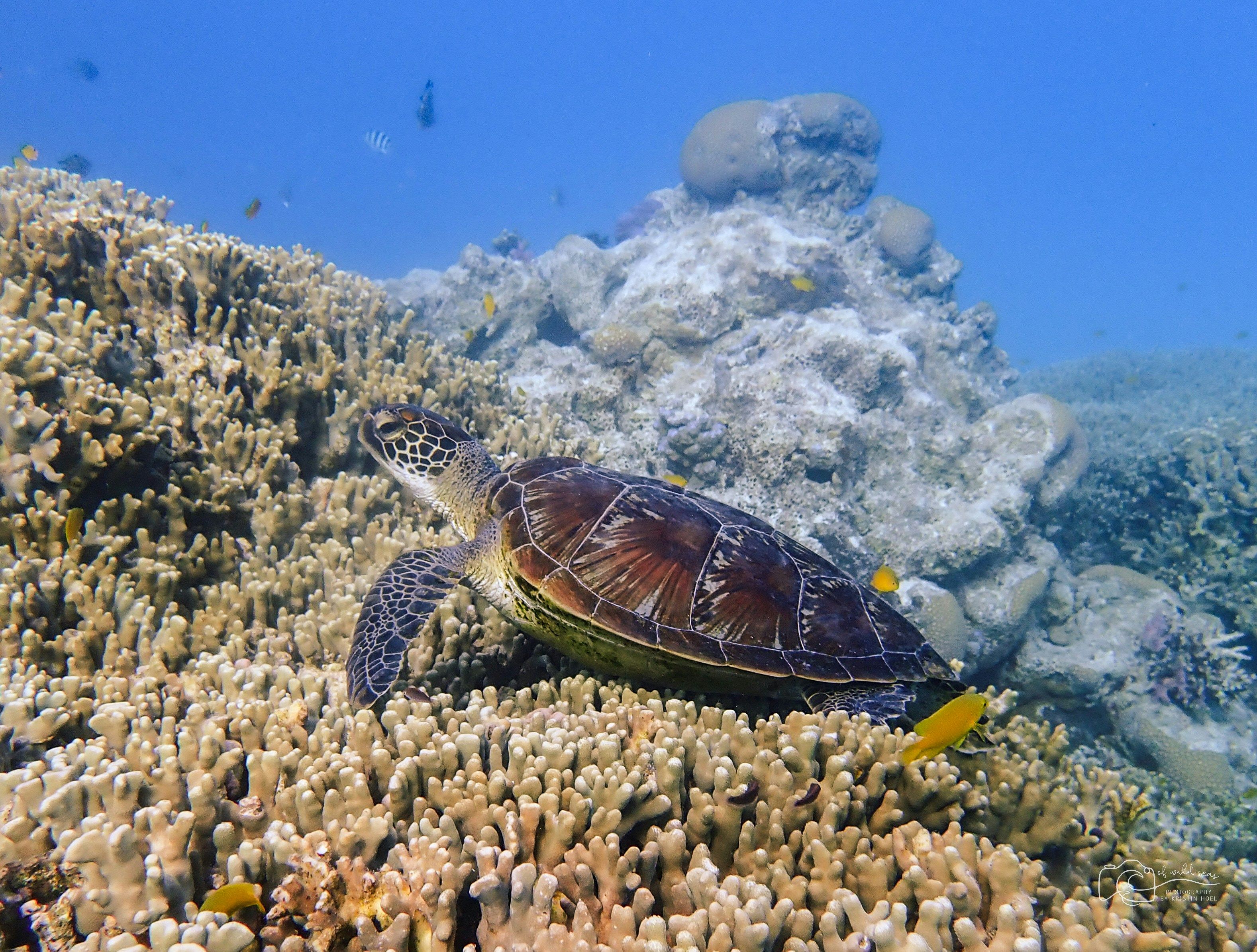 sea turtle on the coral reef
