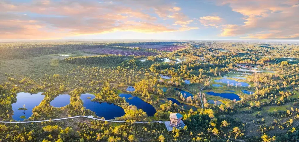 The Viru Bog in Estonia surrounded by colorful trees in full bloom