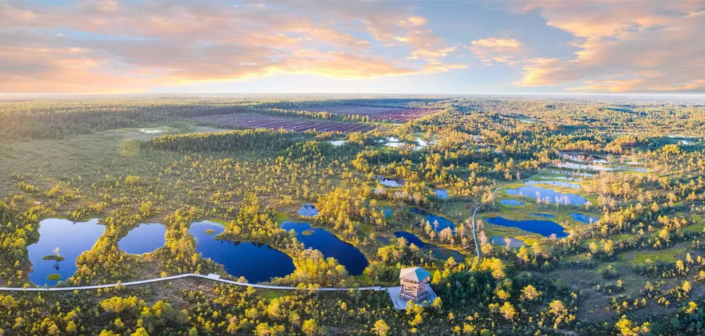 The Viru Bog in Estonia surrounded by colorful trees in full bloom