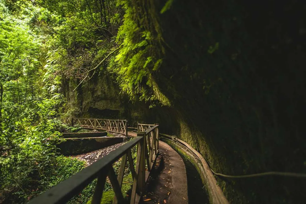 Pasarela entre la vegetación del bosque de laurisilva en el sendero de Marcos y Cordero, en Los Tilos (La Palma)