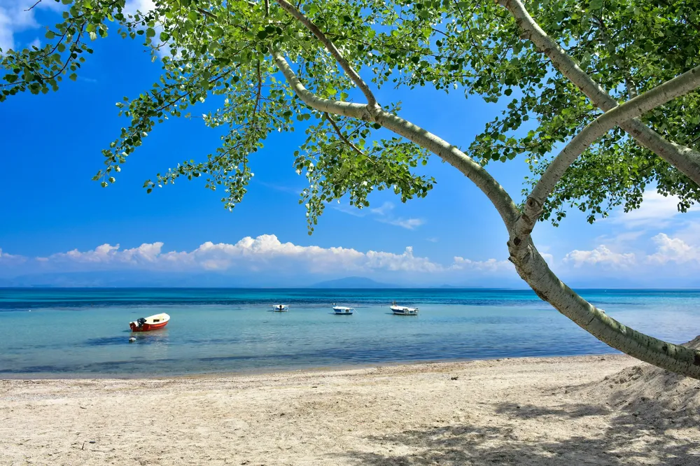 tree on a sandy beach with boats in the water